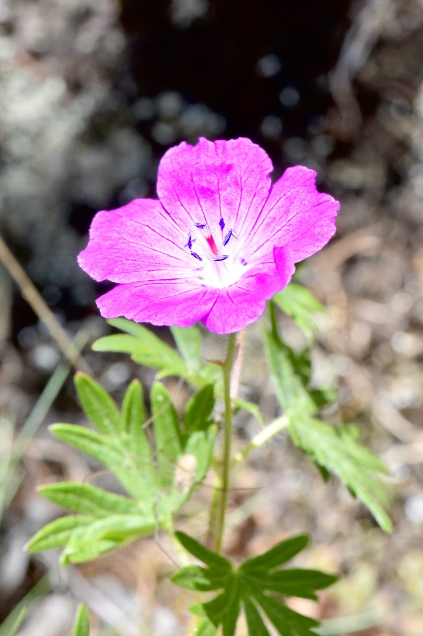 Frida (non ho la più pallida idea cosa sia)