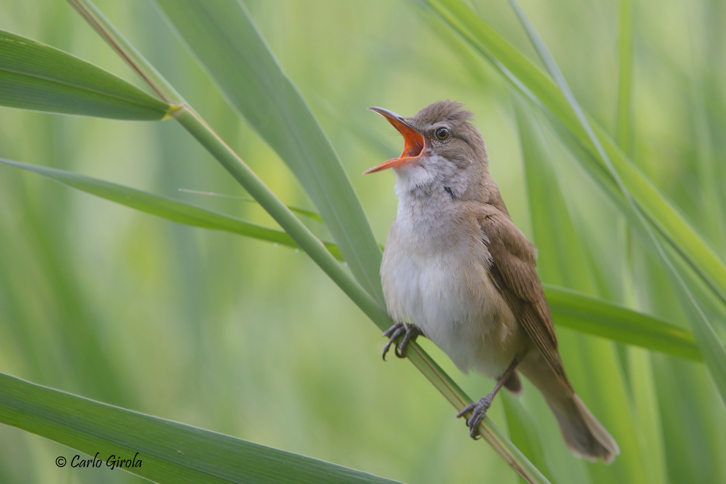 Acrocephalus arundinaceus