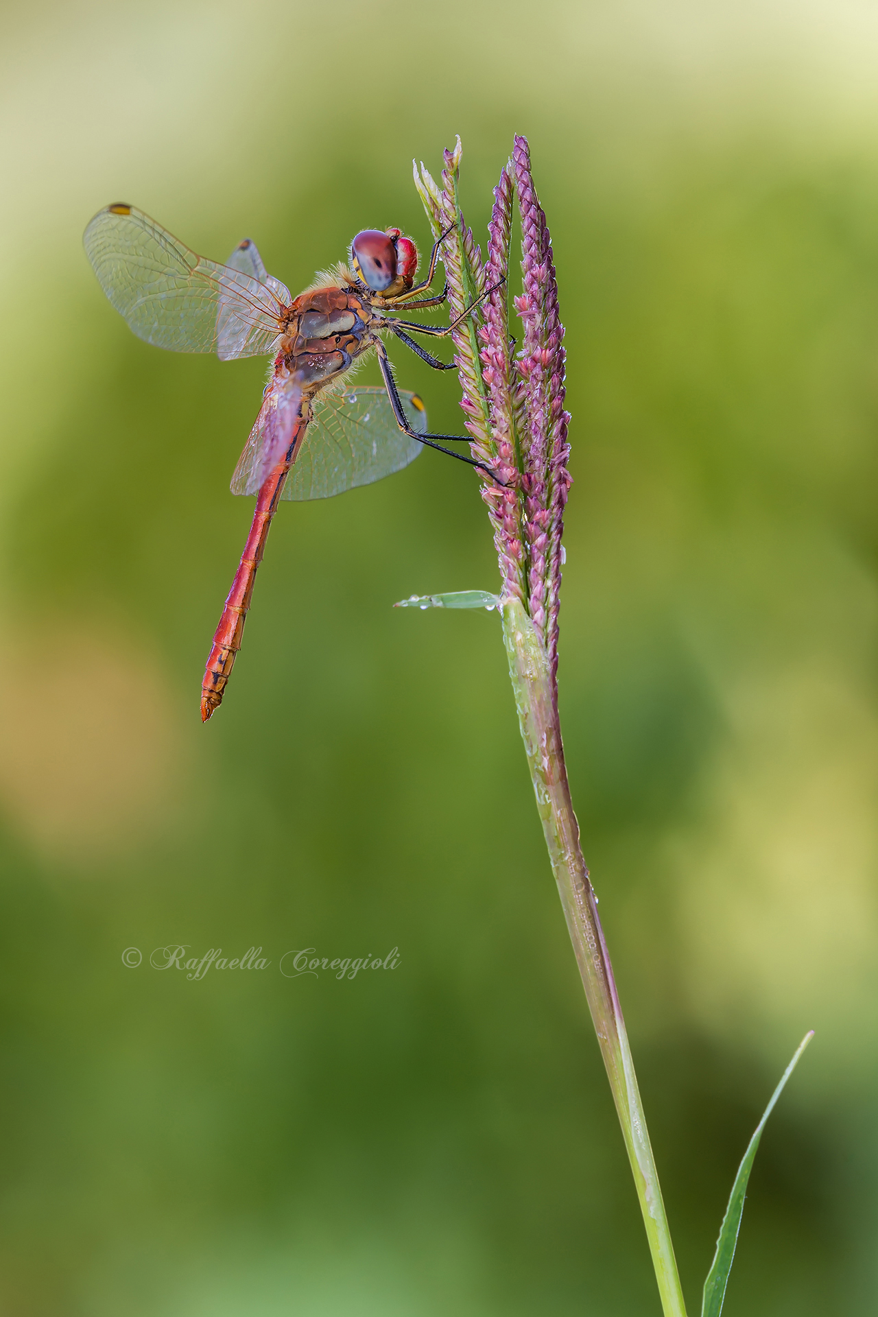 Sympetrum fonscolombii &evil;