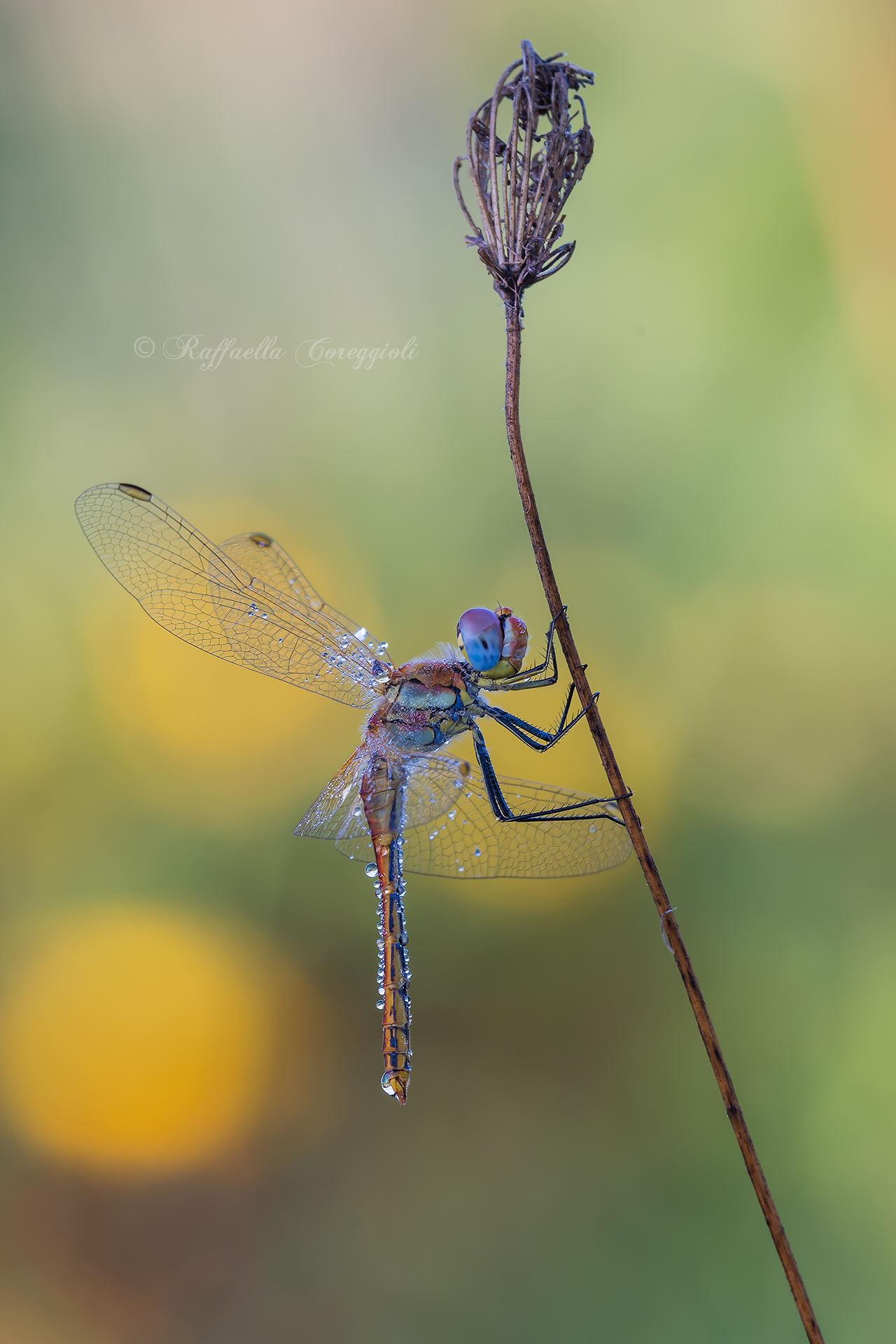 Sympetrum fonscolombii &female;