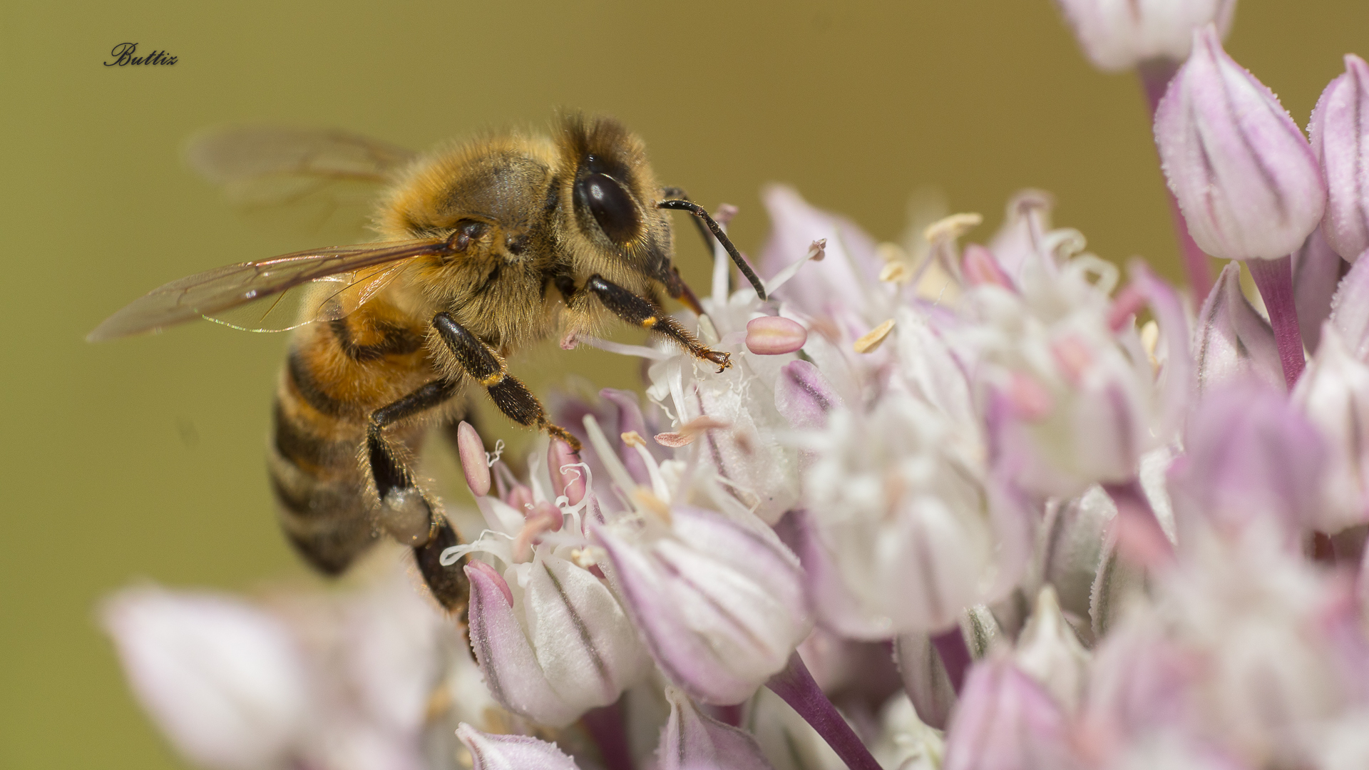 Ape su fiore di porro