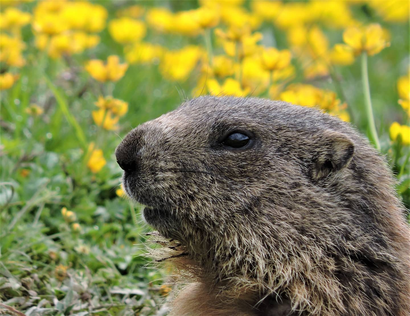 Marmotta