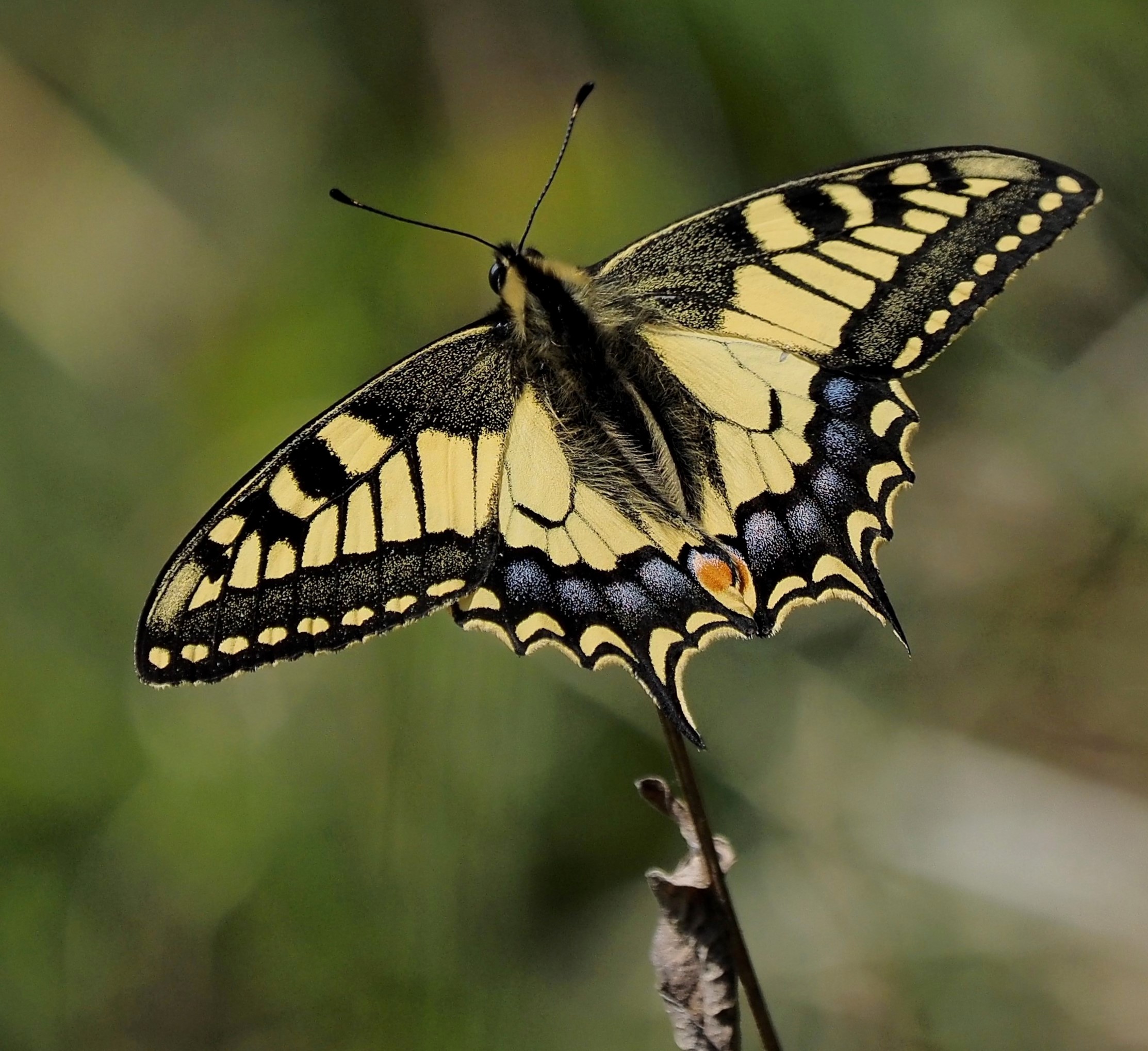 Swallowtail