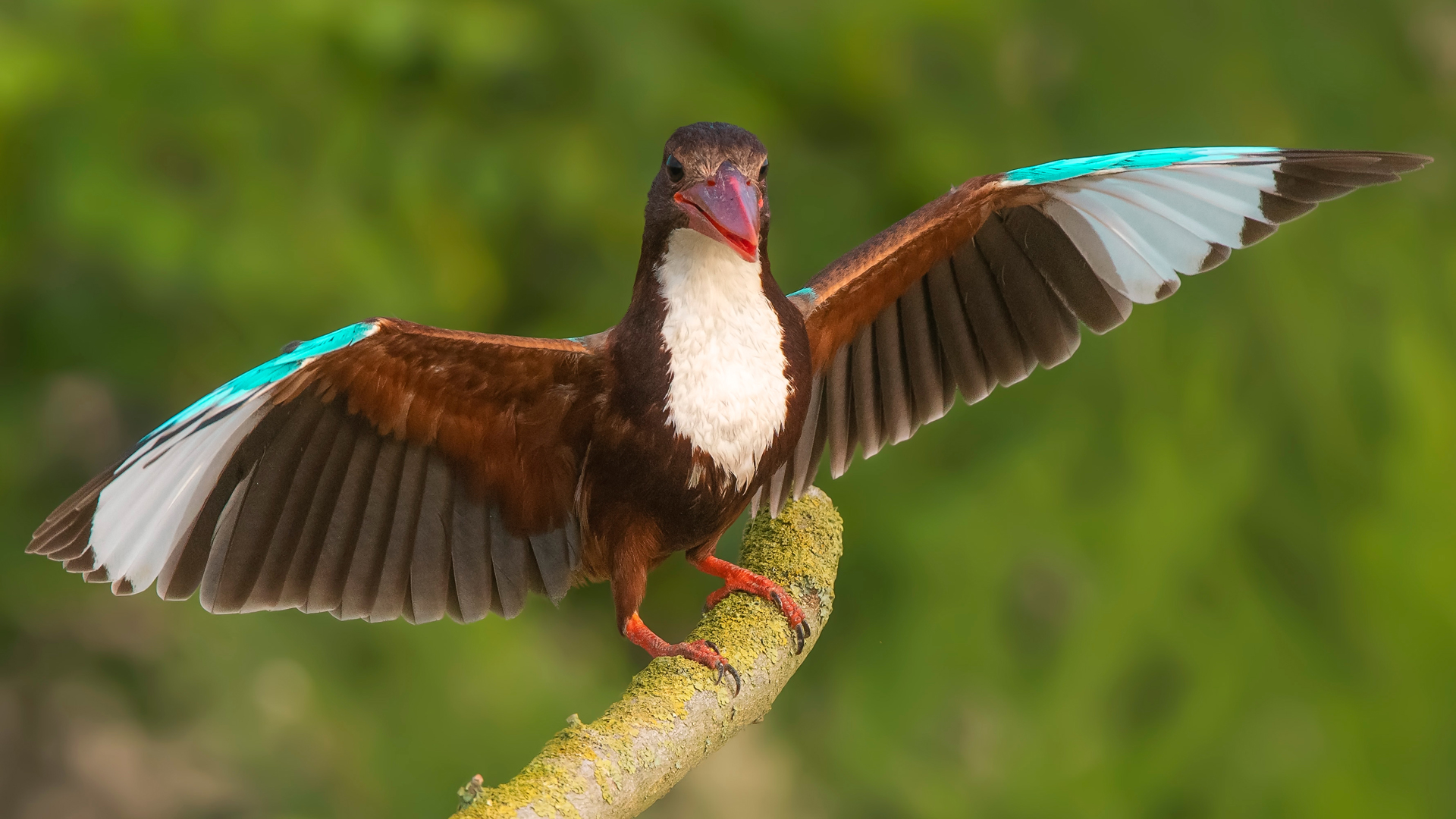 Halcyon smyrnensis » White-throated Kingfisher