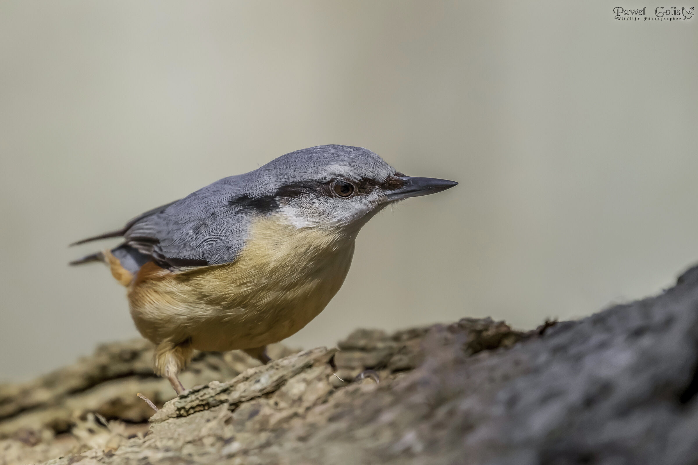Nuthatch (Sitta europaea)