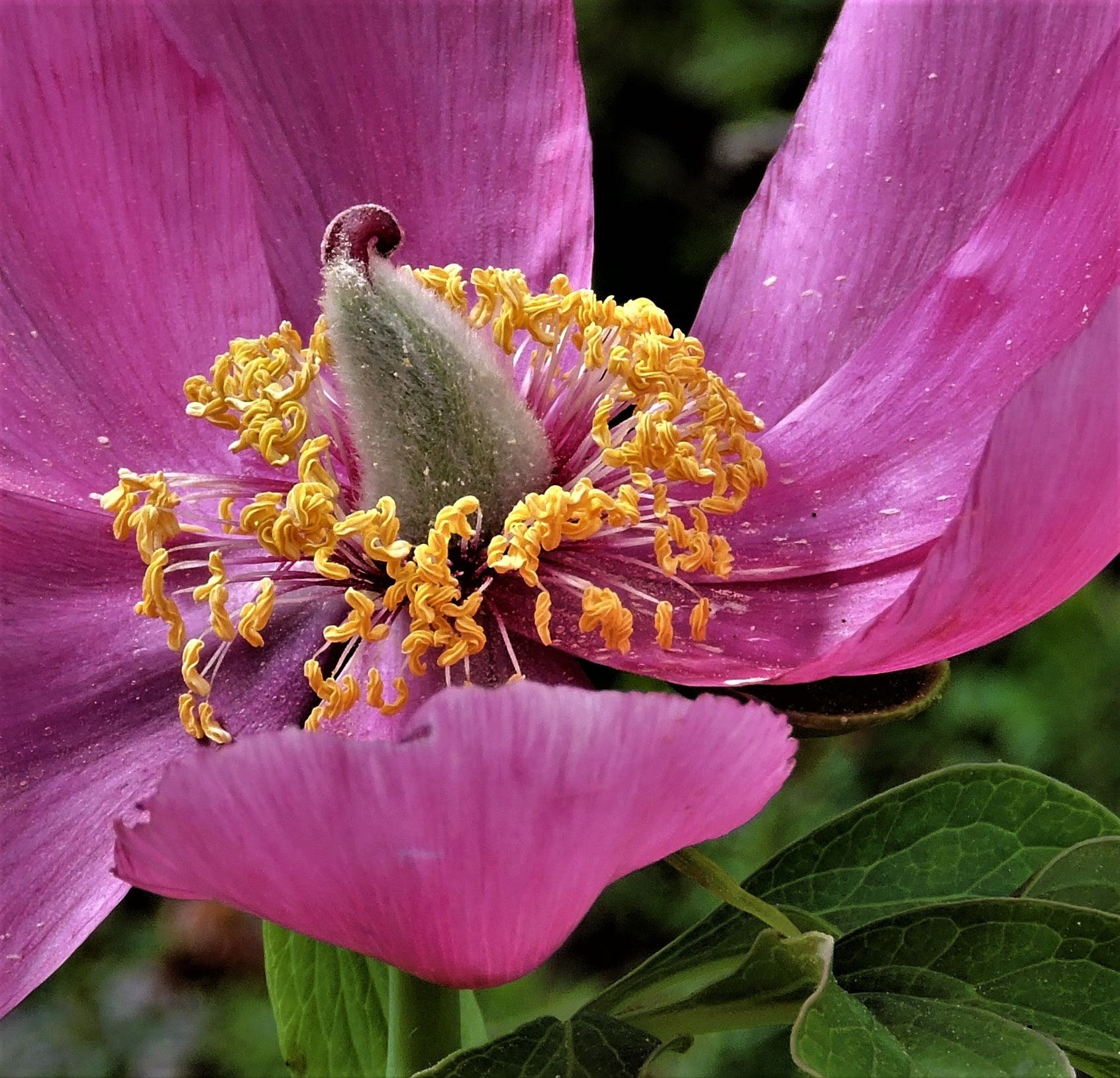 Paeonia