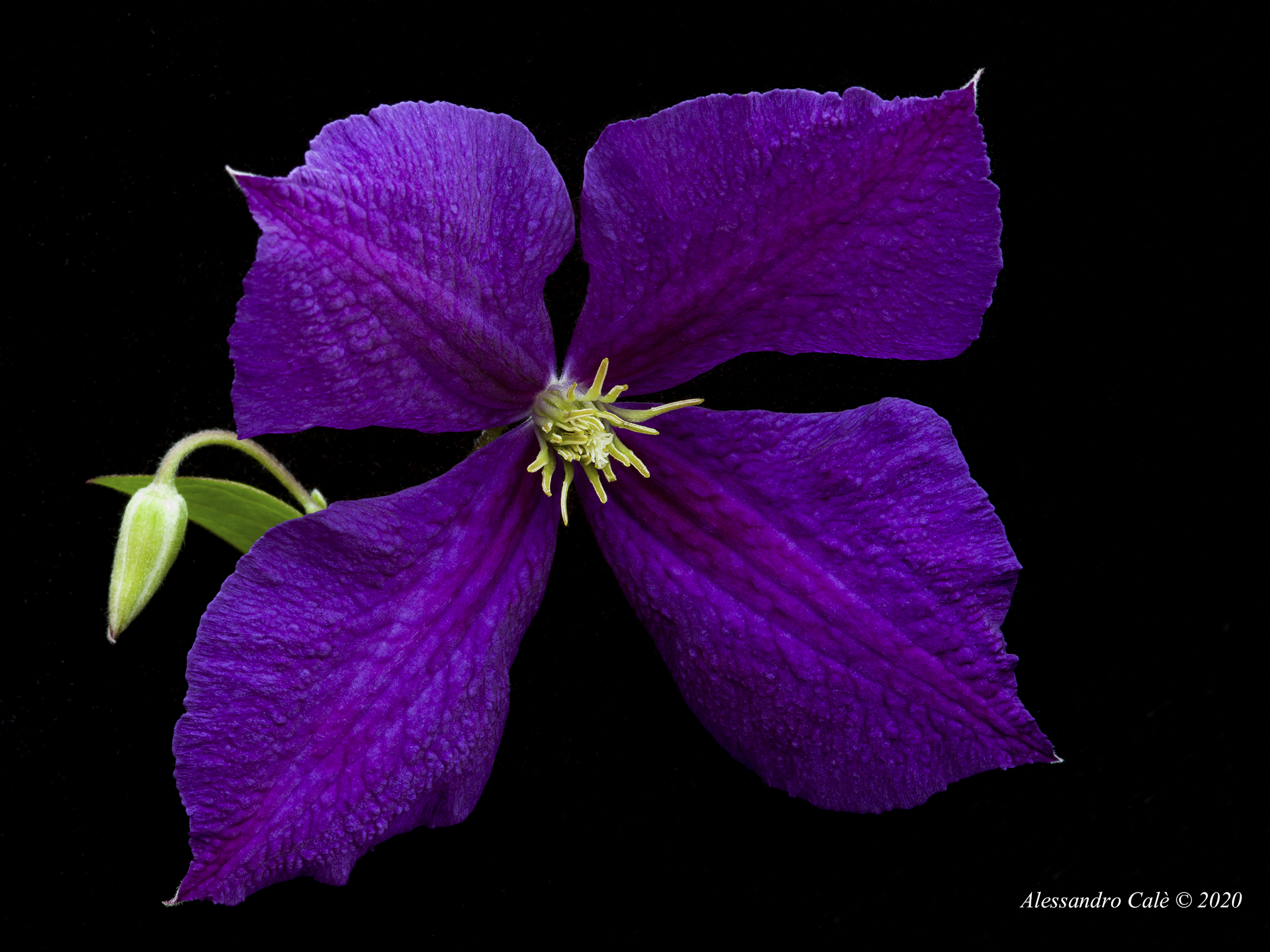Clematis Jackmanii 6090