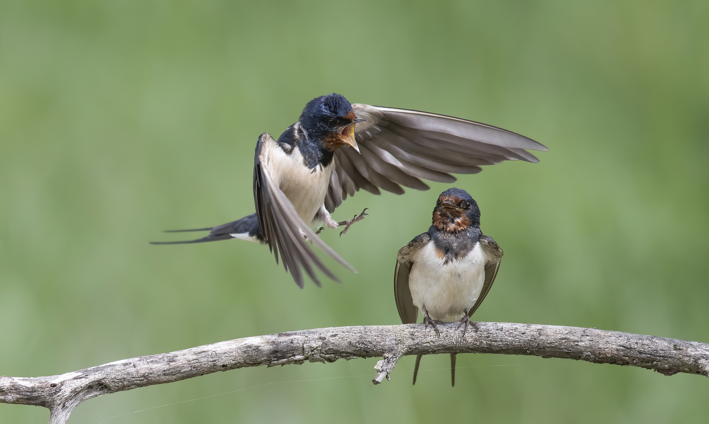 Swallows