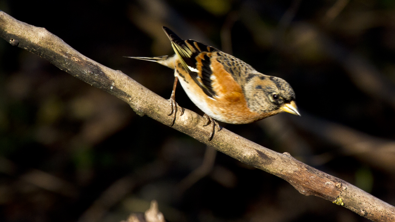 Peppola maschio alla ricerca di cibo