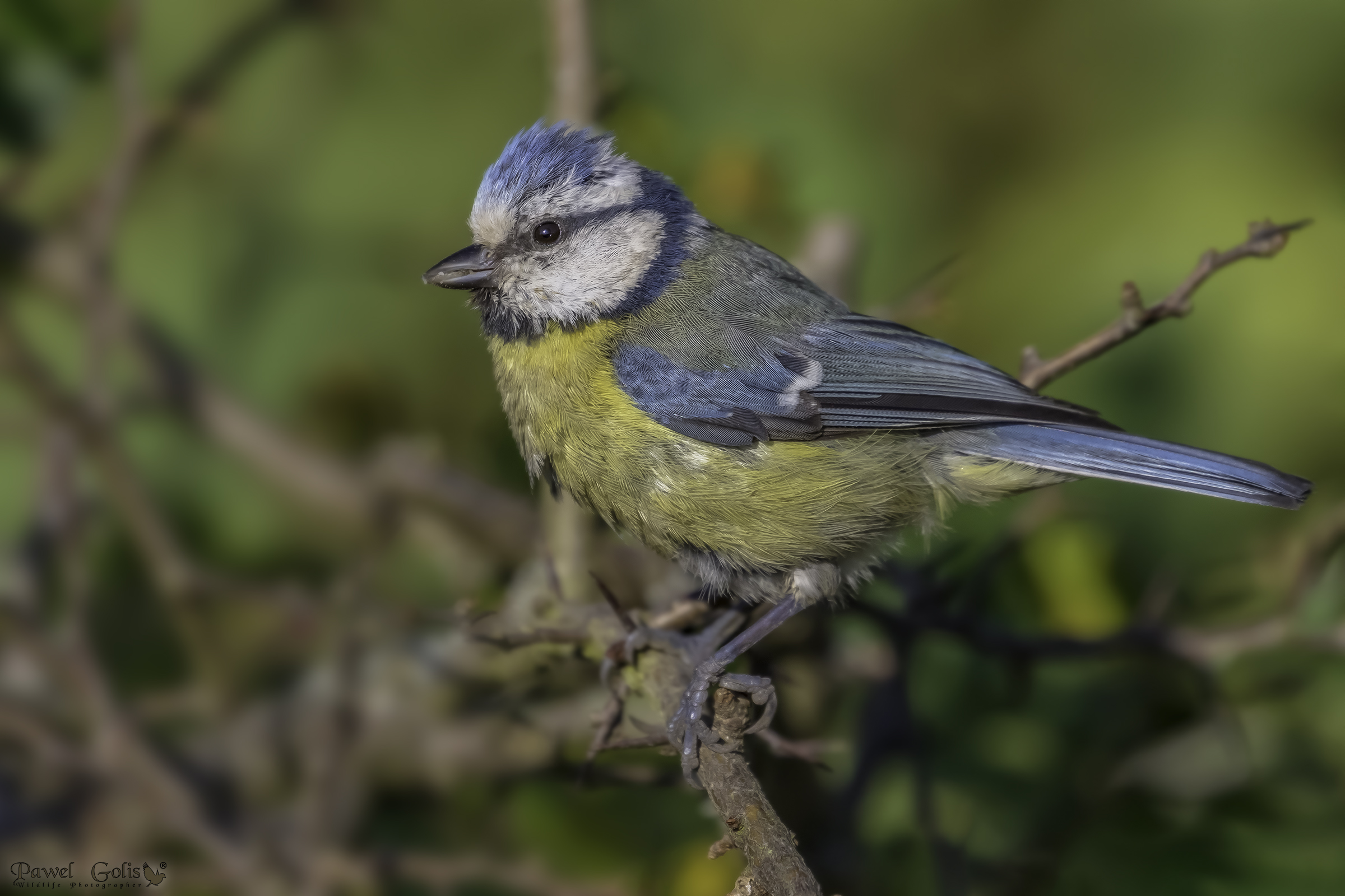 Tit blu eurasiatico (Cianistes caeruleus)