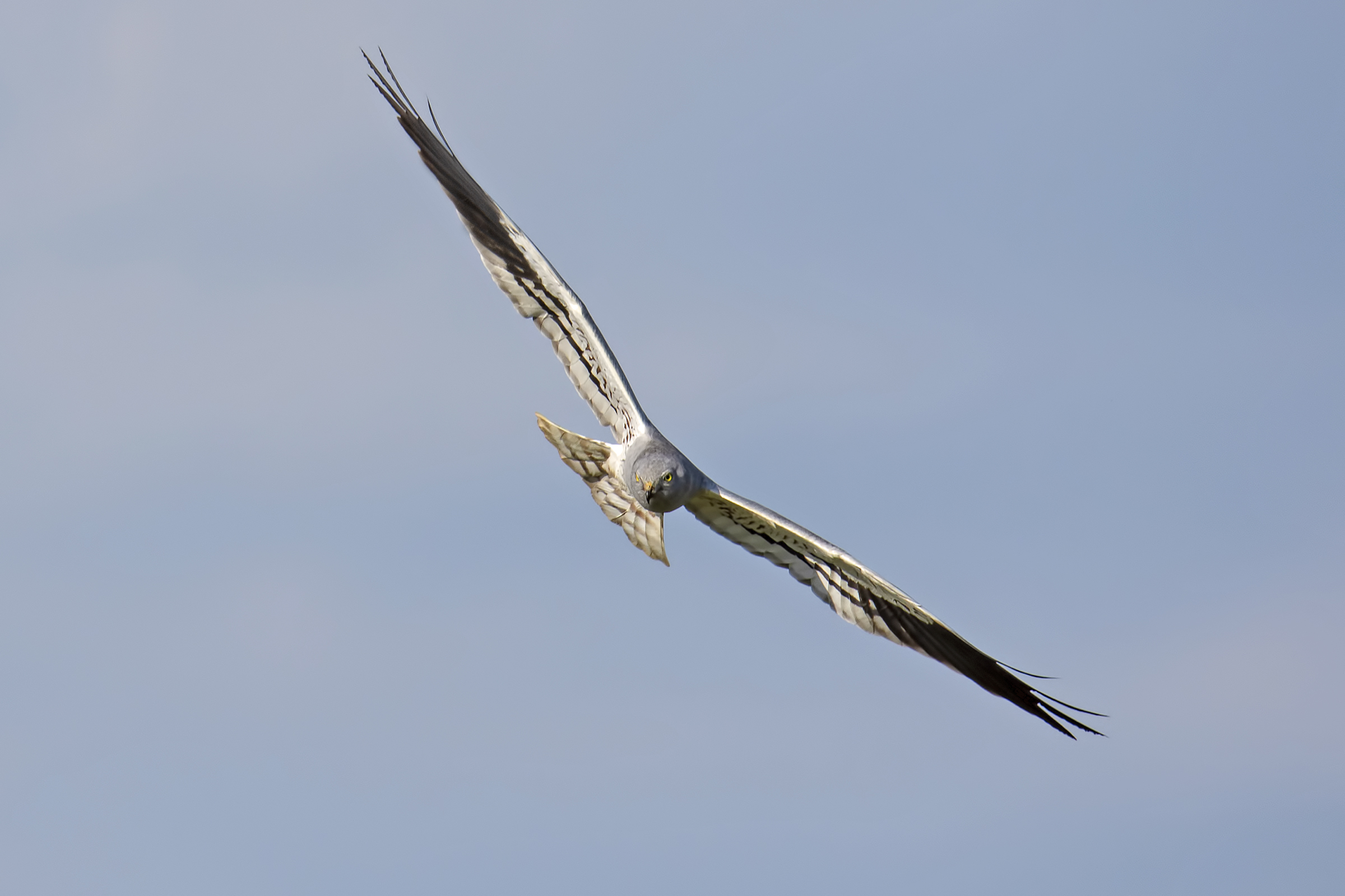 Albanella minore maschio