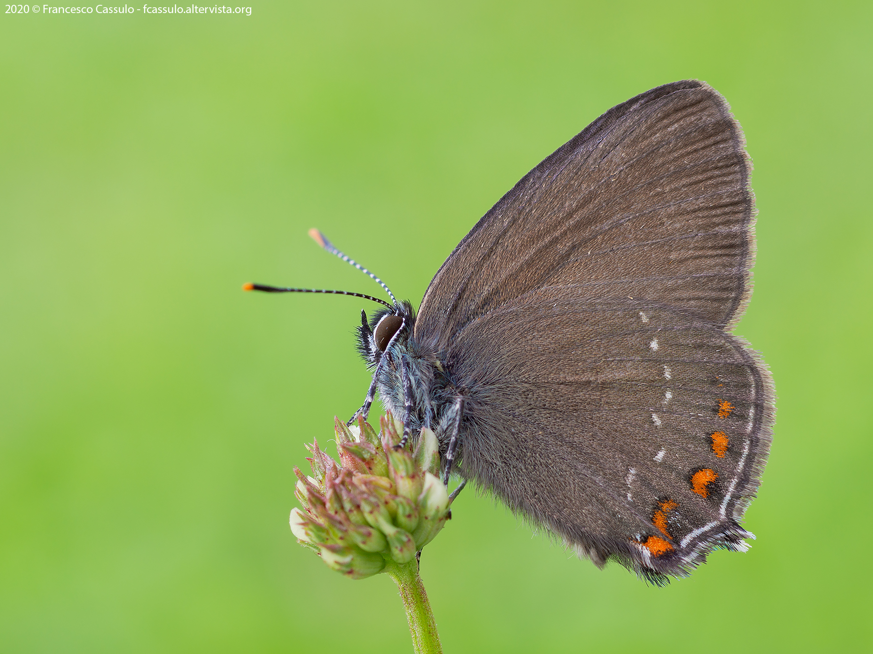 Satyrium ilicis Esper, 1779