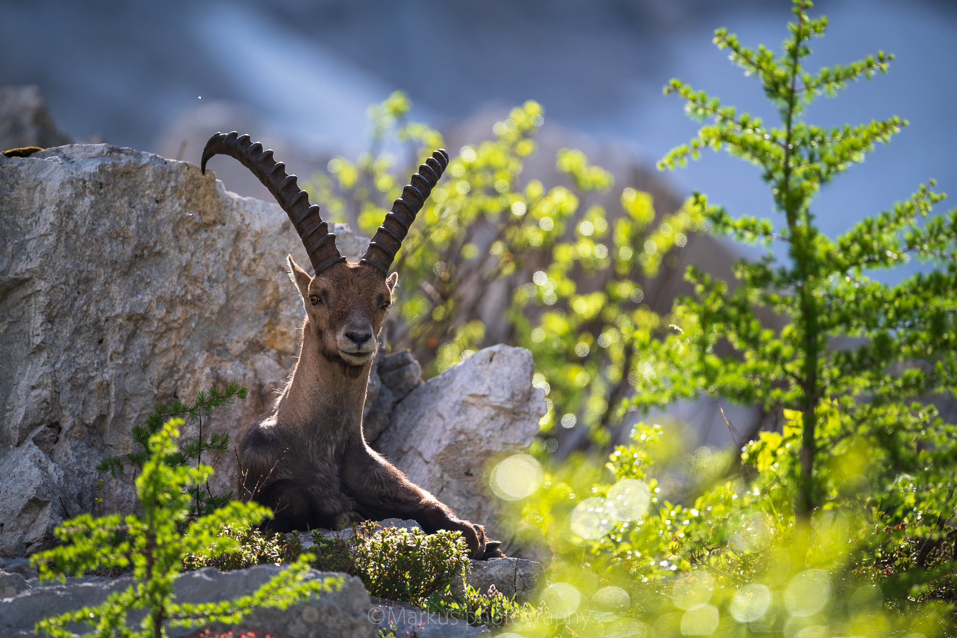 Capra Ibex