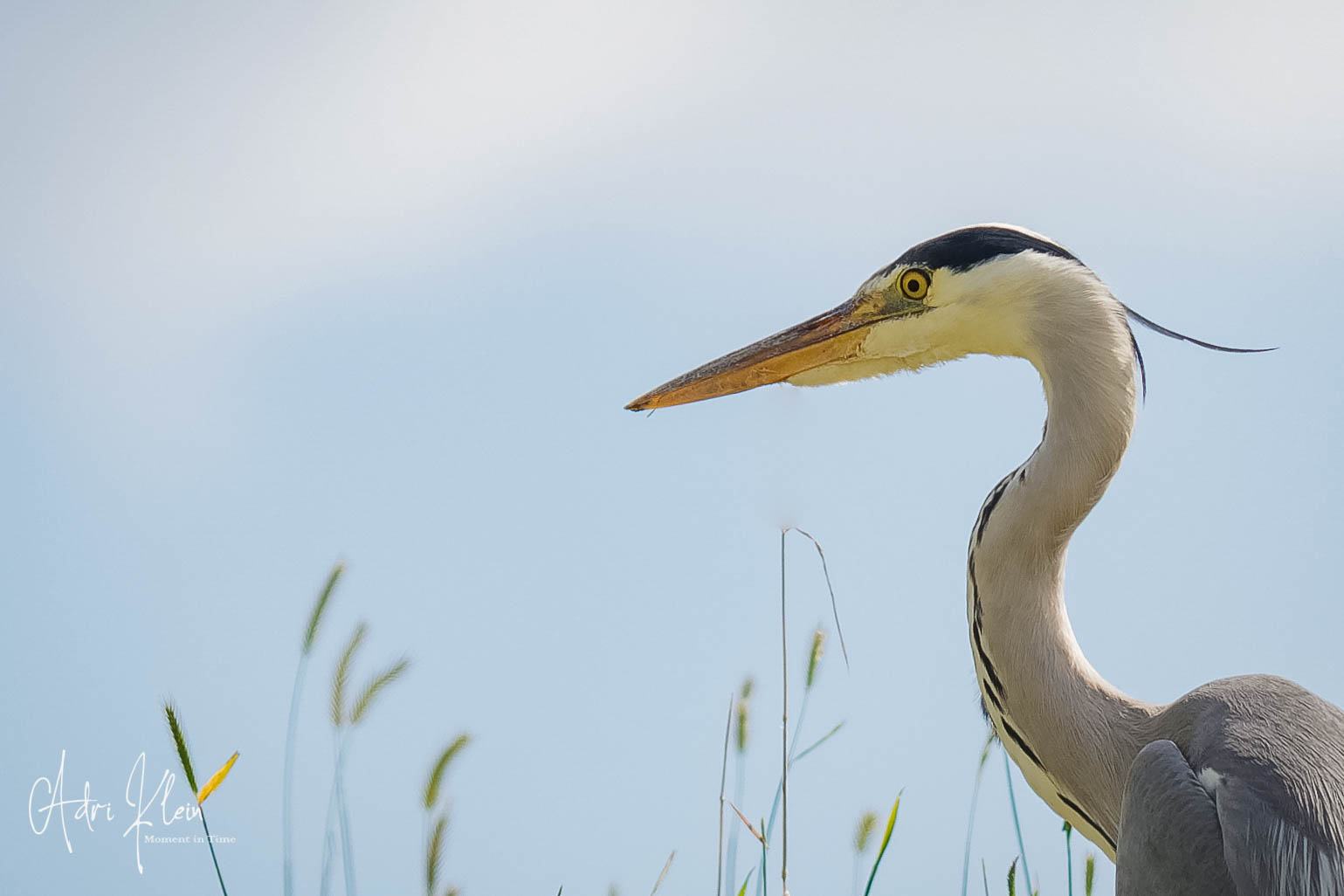Blue Heron