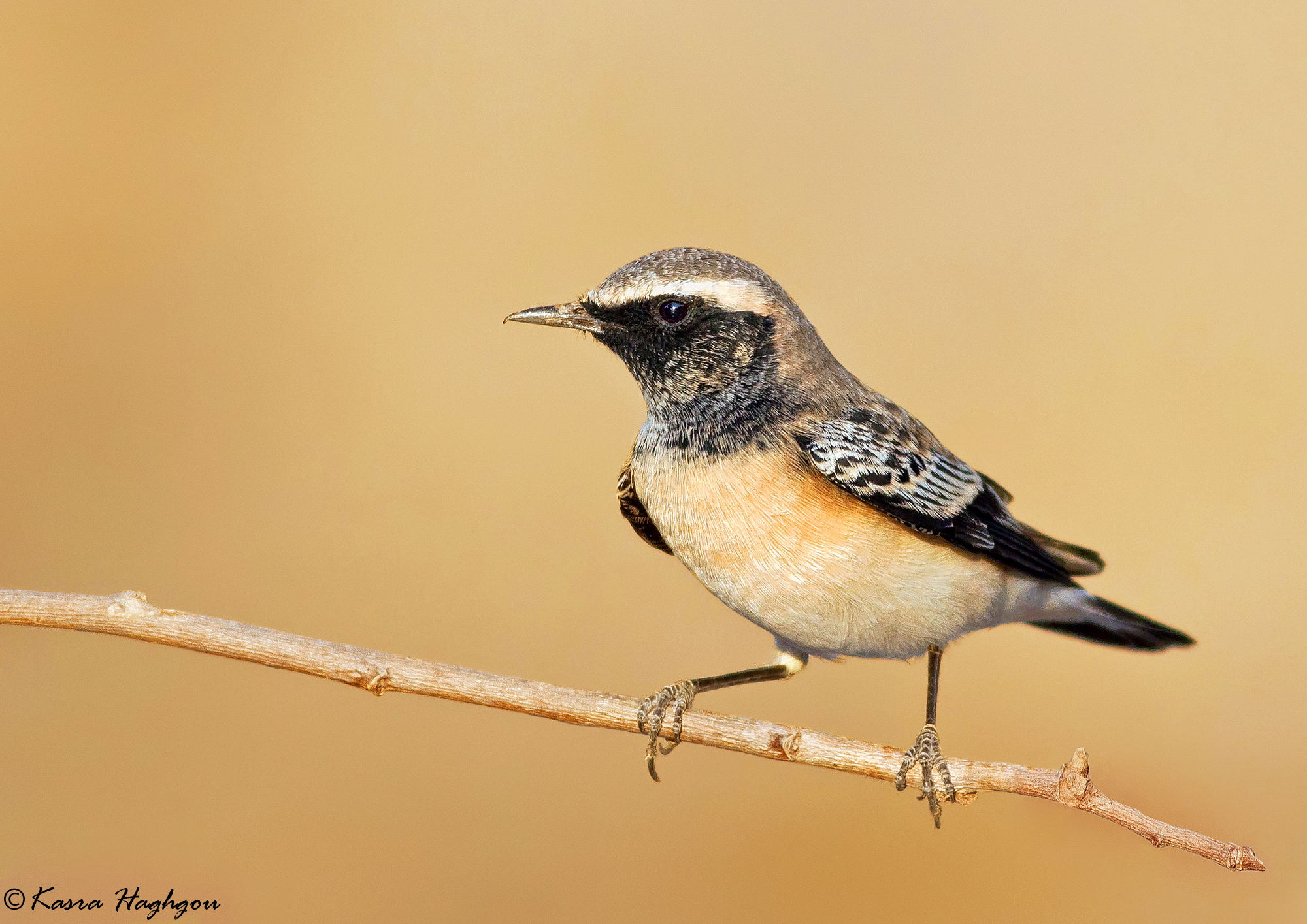 Pied wheatear