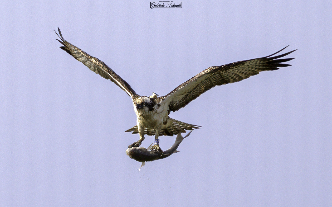 Osprey with prey