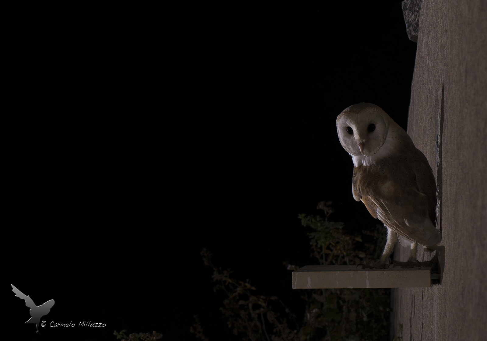 Night encounters _Tyto dawn _