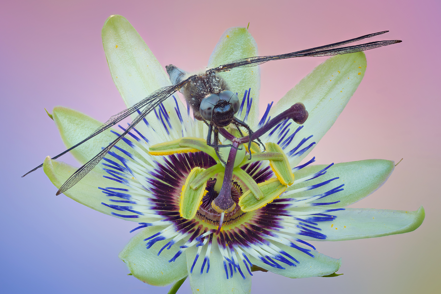 Passiflora with guest