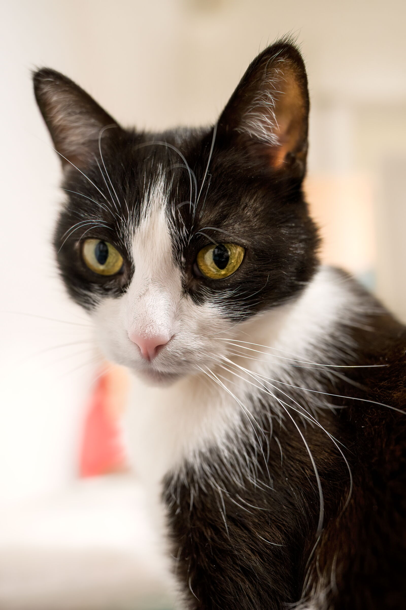 e dai prova quest'ottica, uffa.