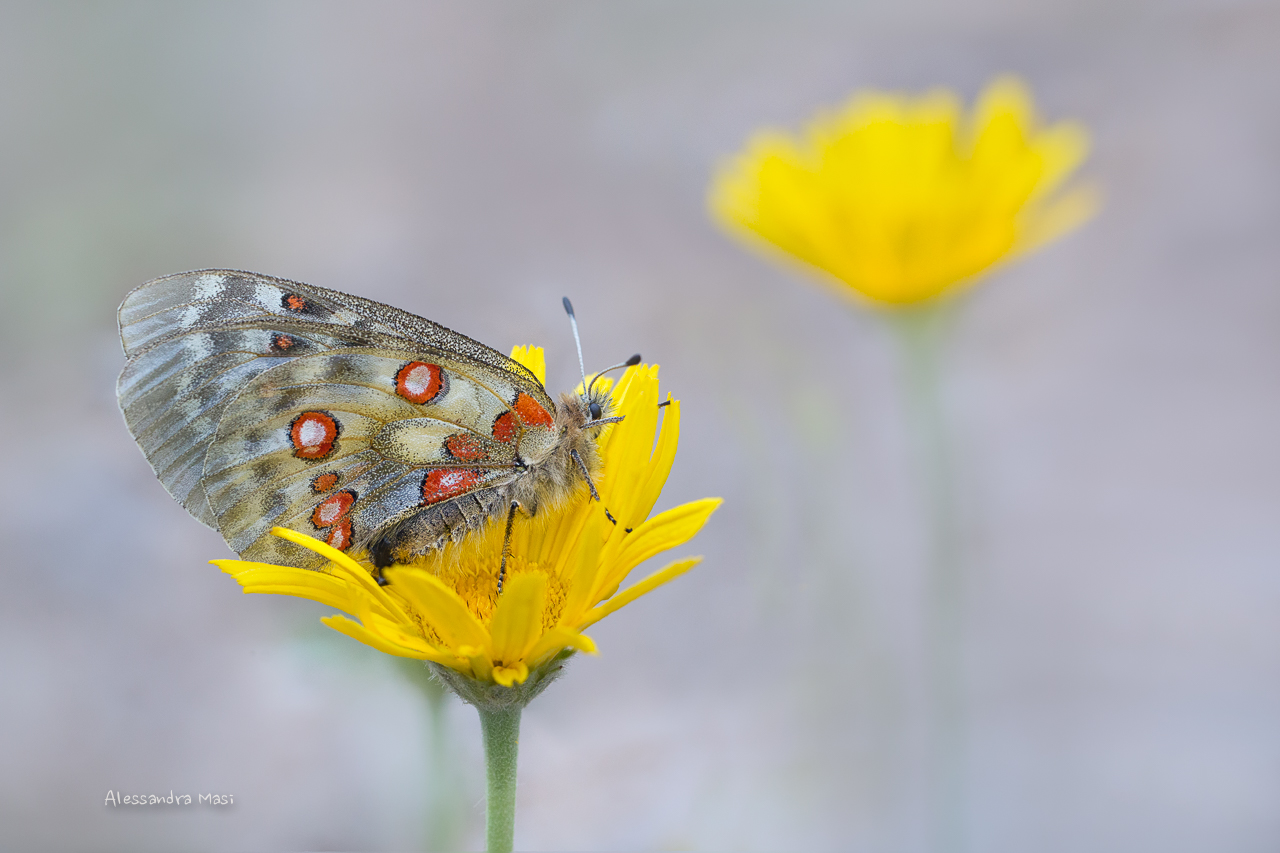 Apollo Parnassius