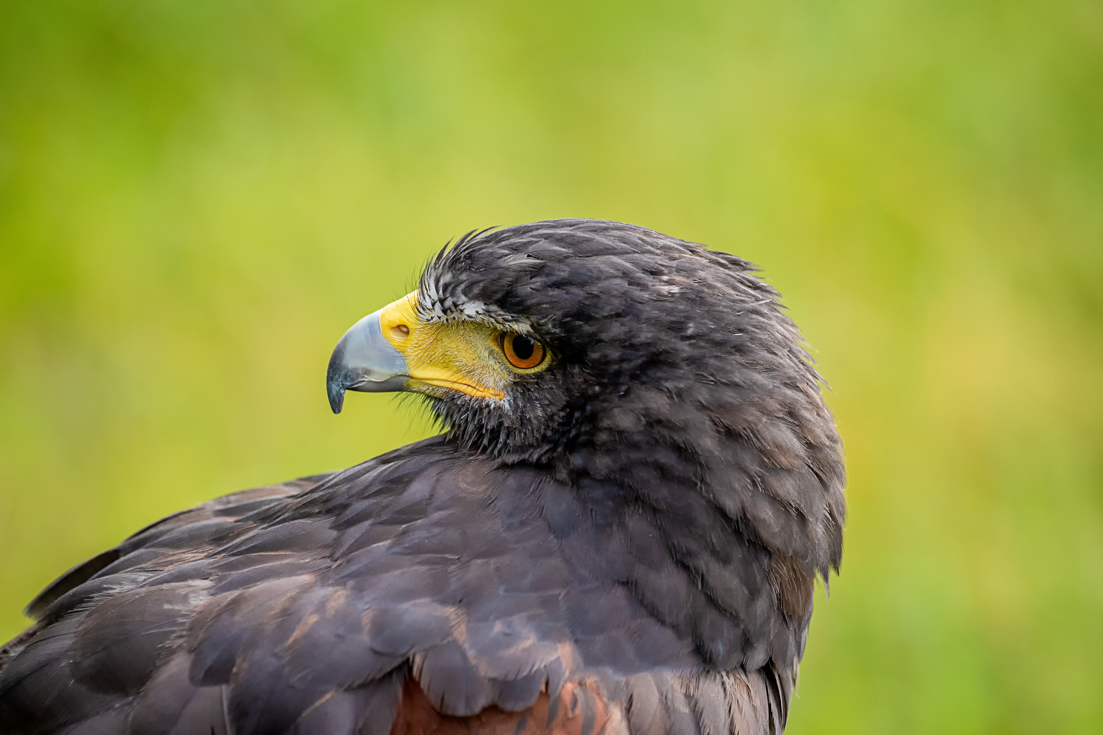 Harris Hawk