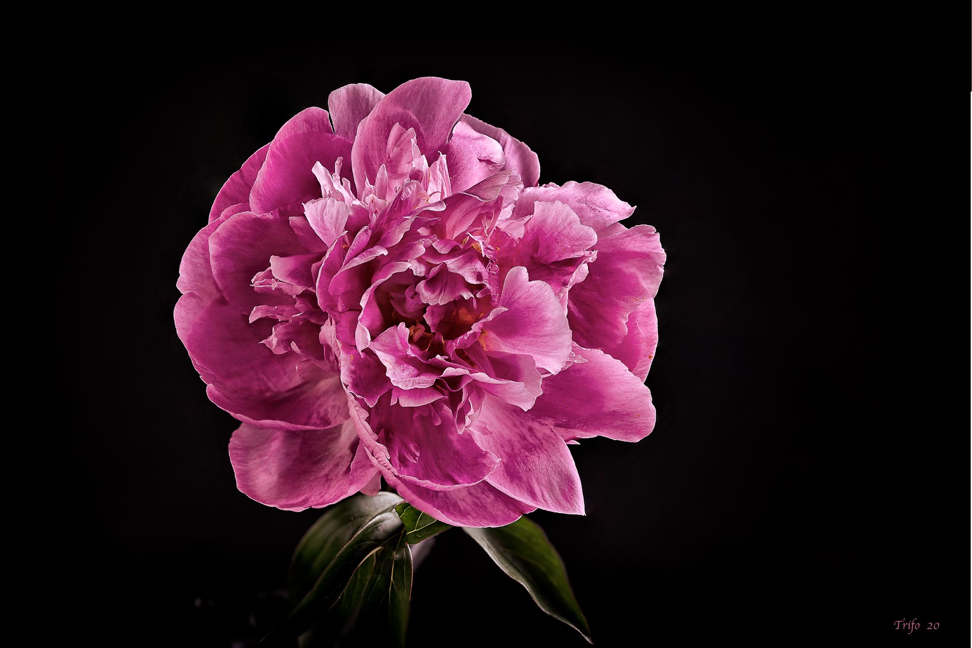 Peonia ....