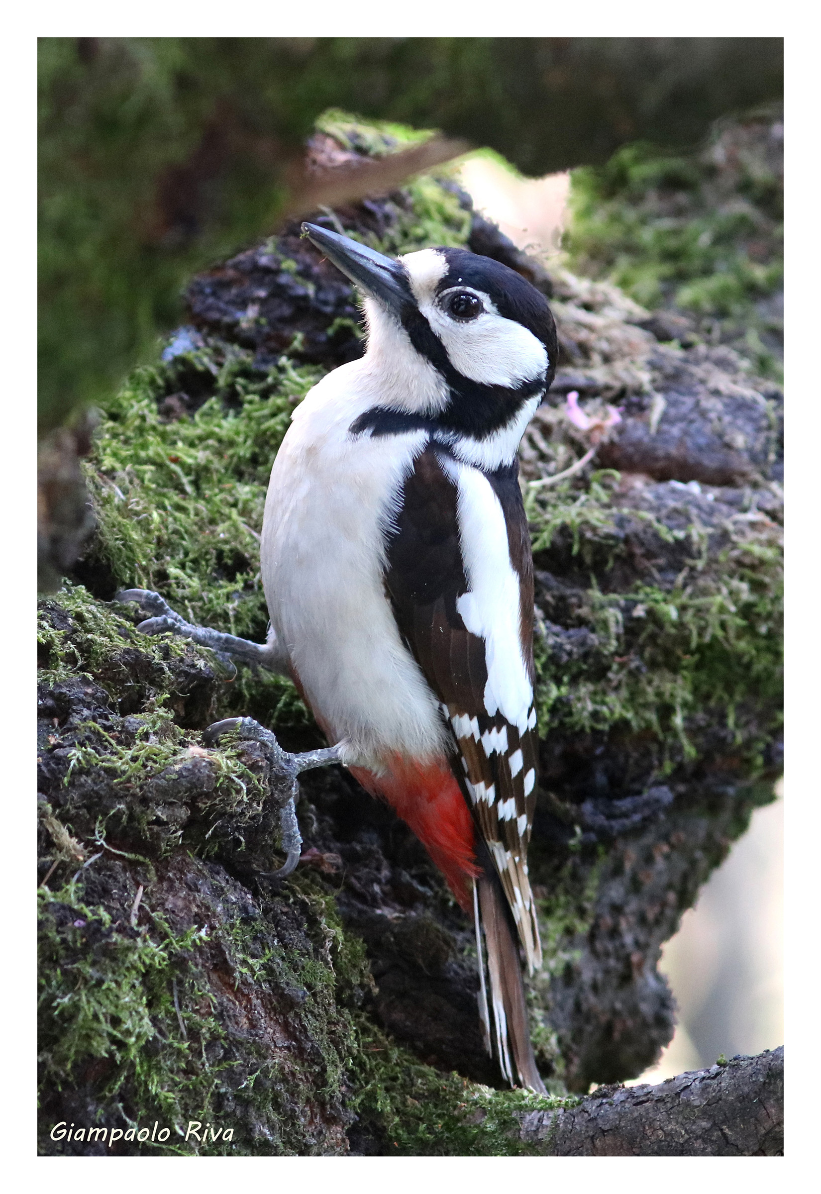 Picchio rosso su ciliegio