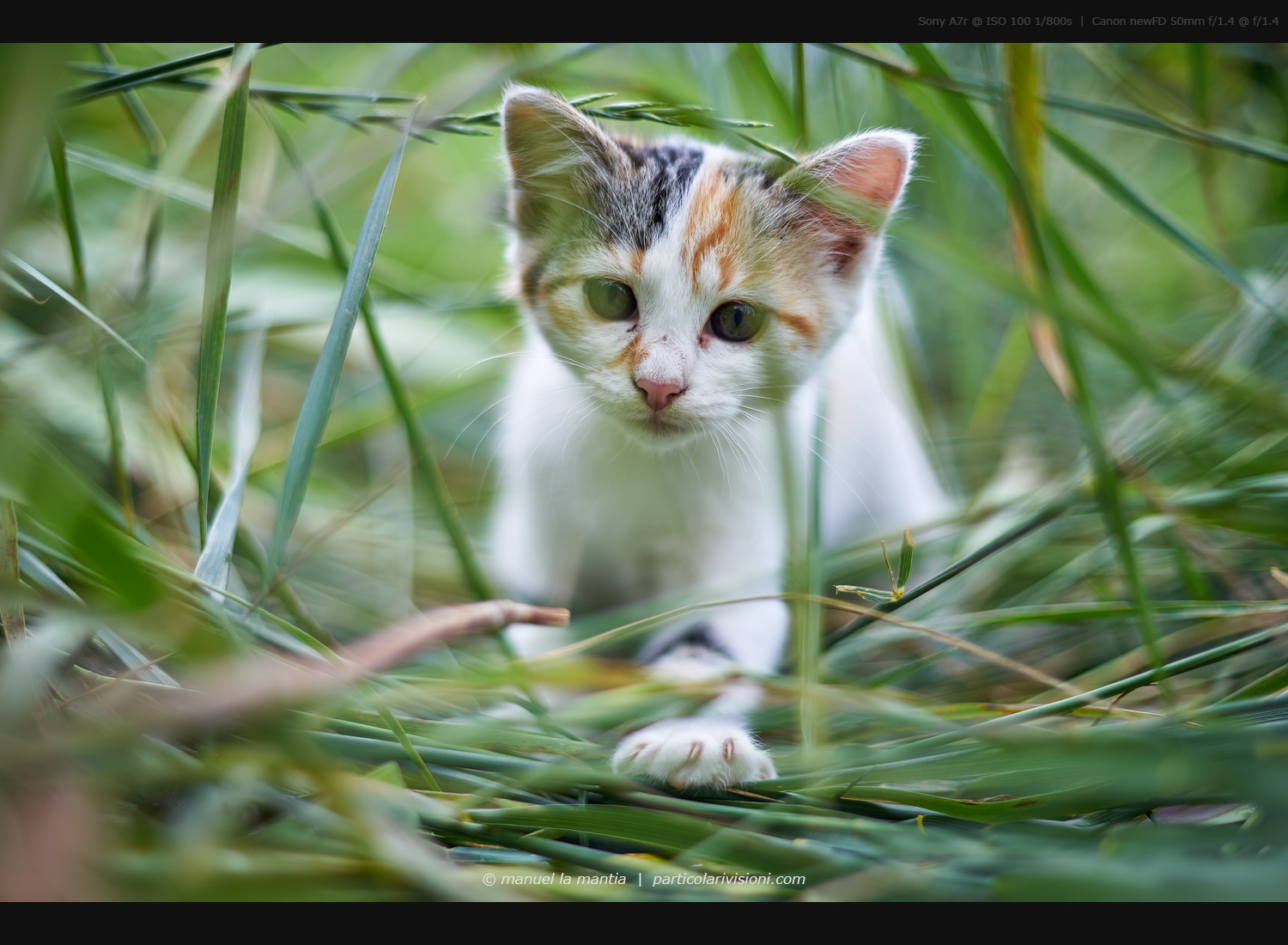 Ma cosa c'è lì dietro?!?