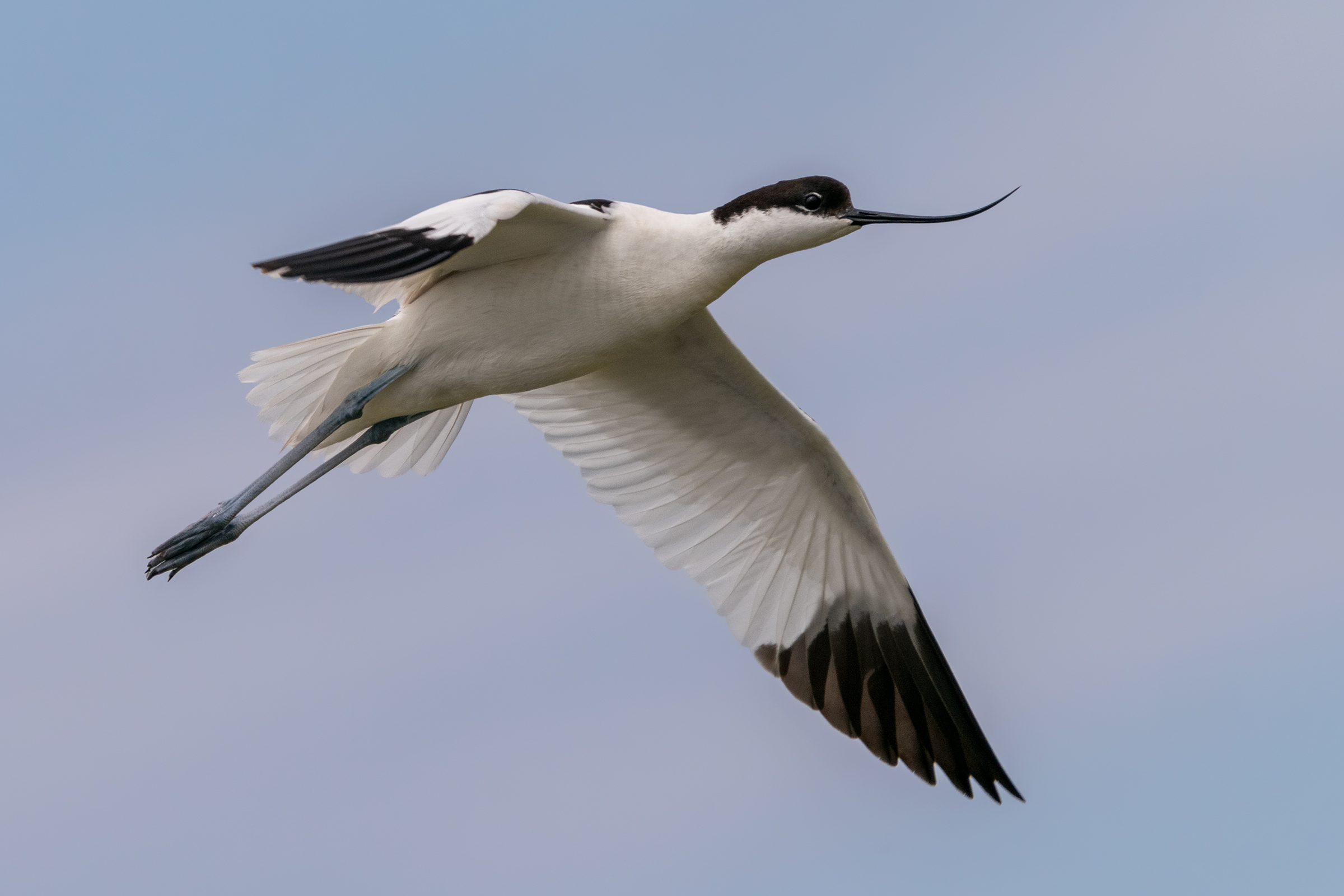 Avocetta, New