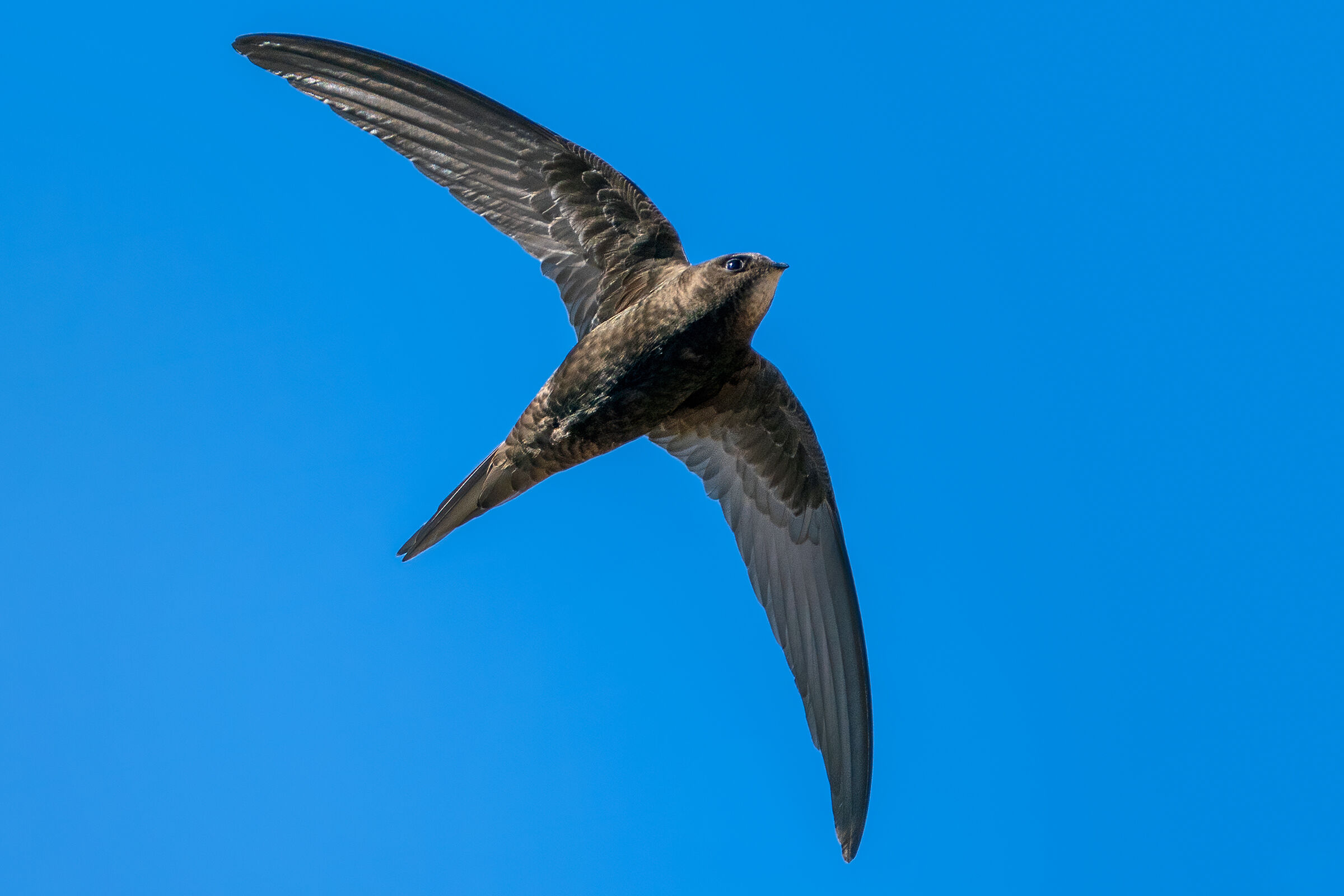 Swallow