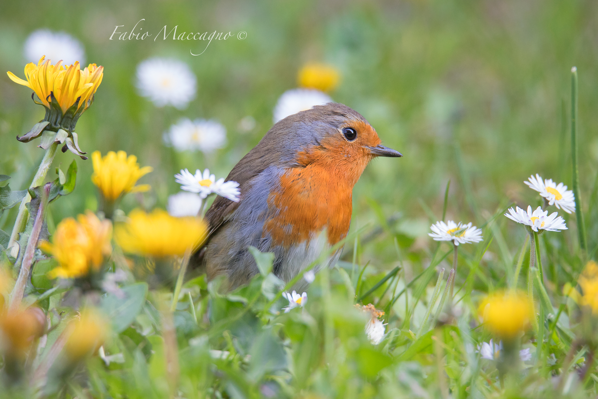 Pettirosso primaverile