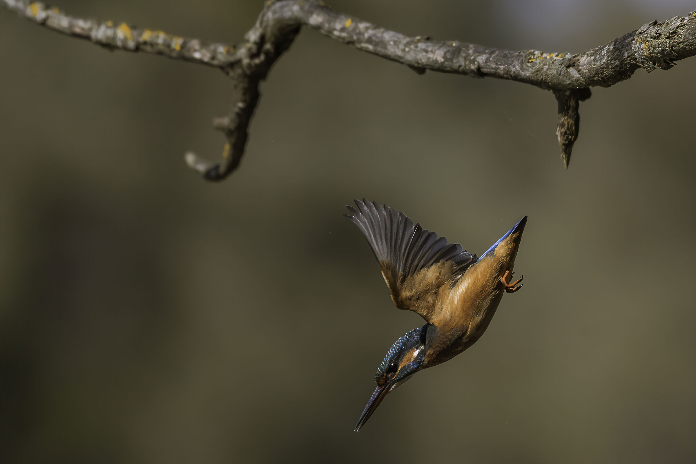 ...e giù in picchiata!