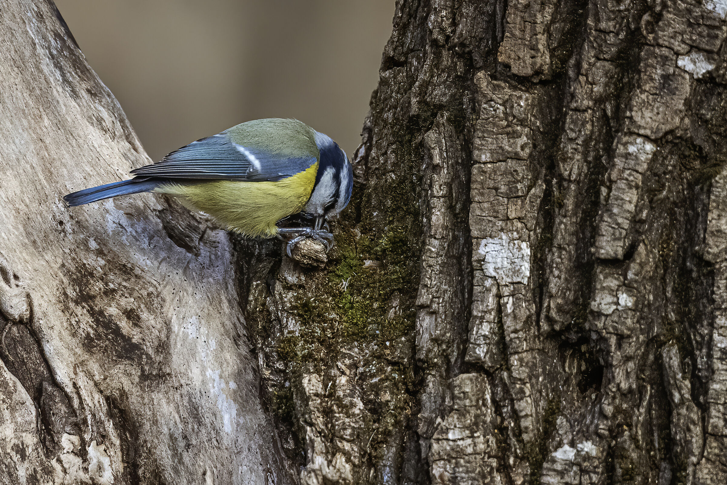 Cinciallegra sul tronco