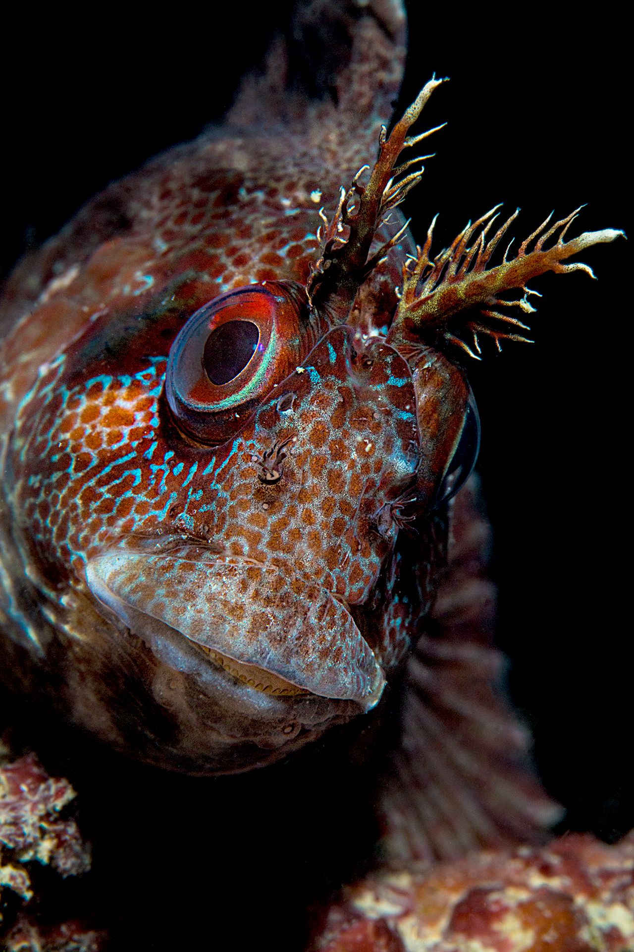 Parablennius gattorugine (Bavosa rugginosa)