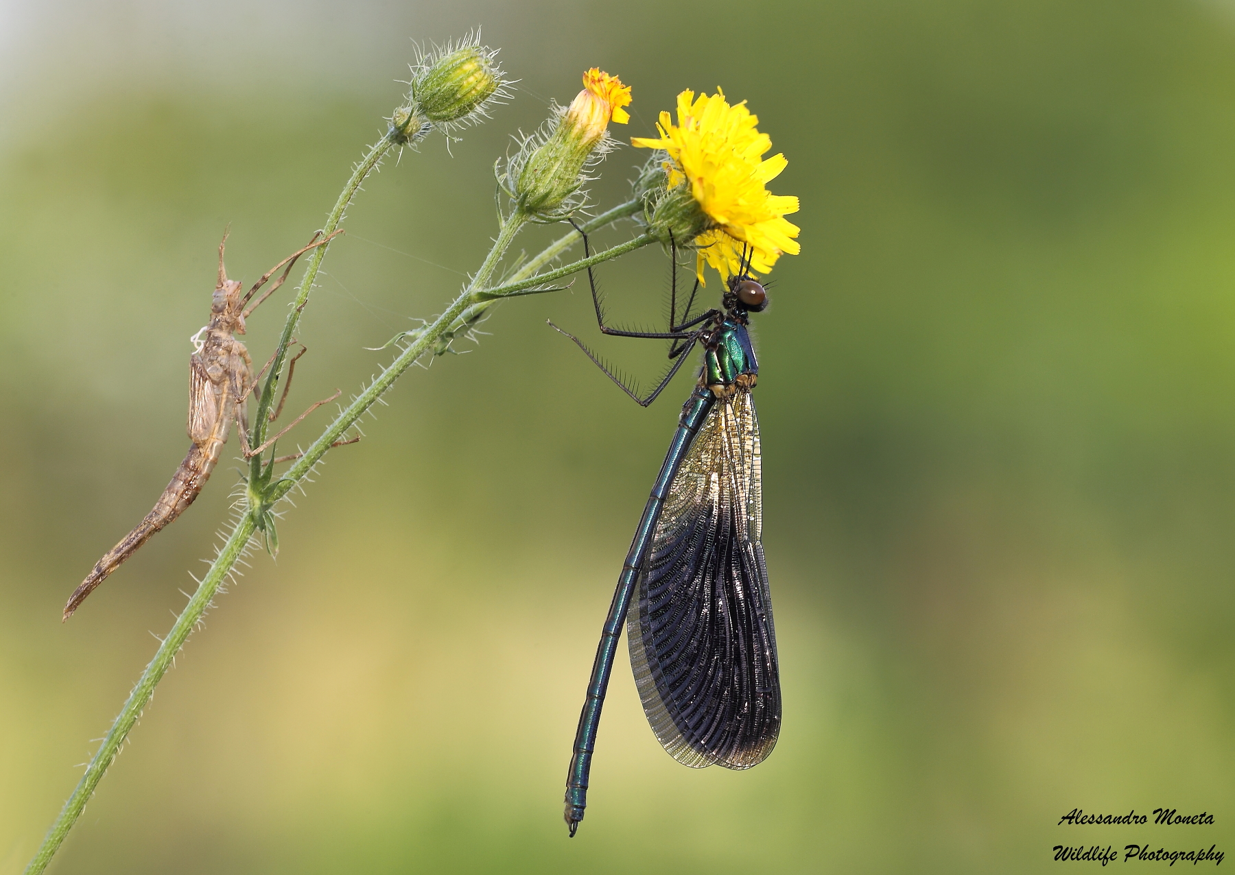 Welcome to the world