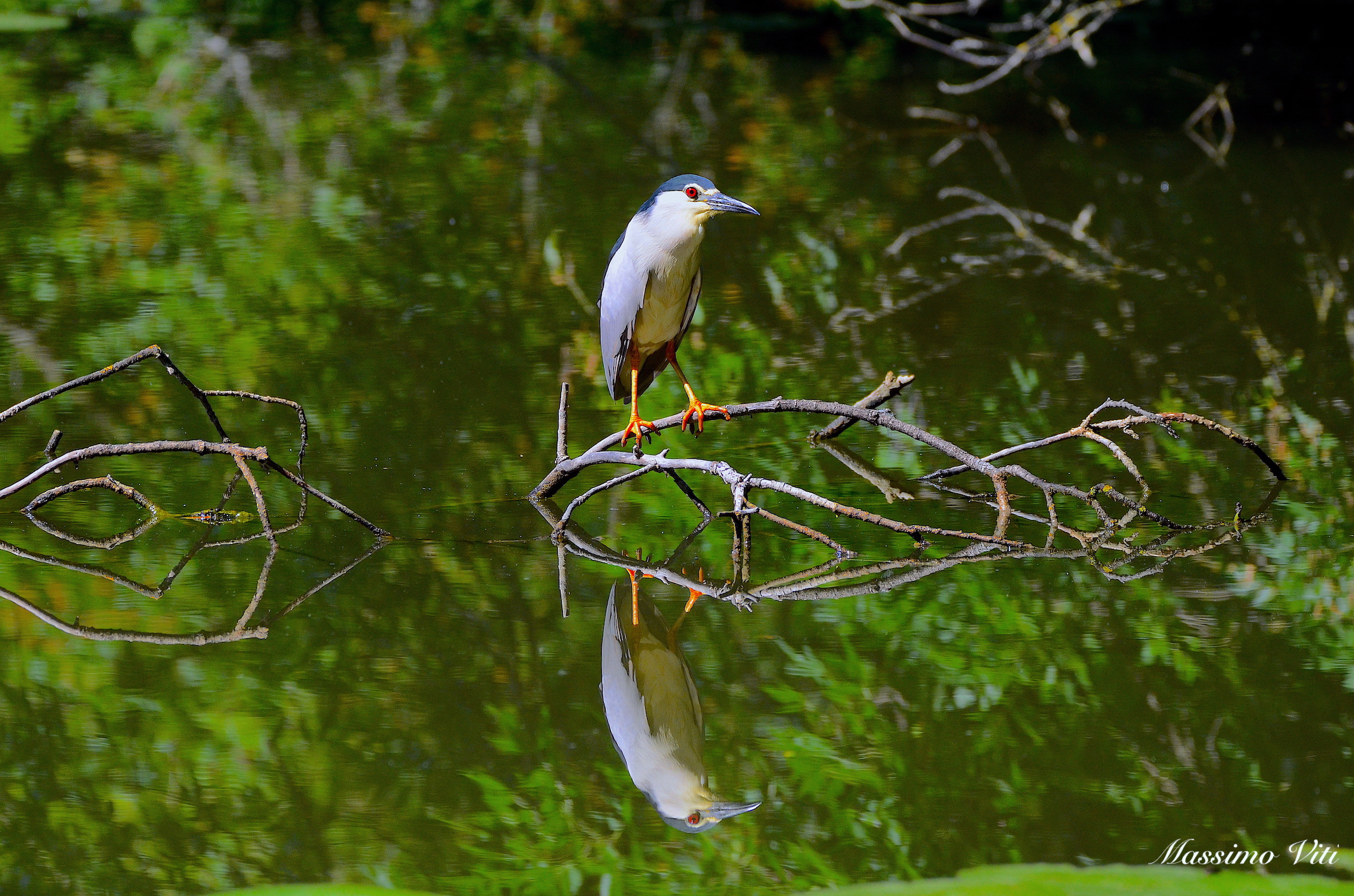 Nitticora .. allo specchio