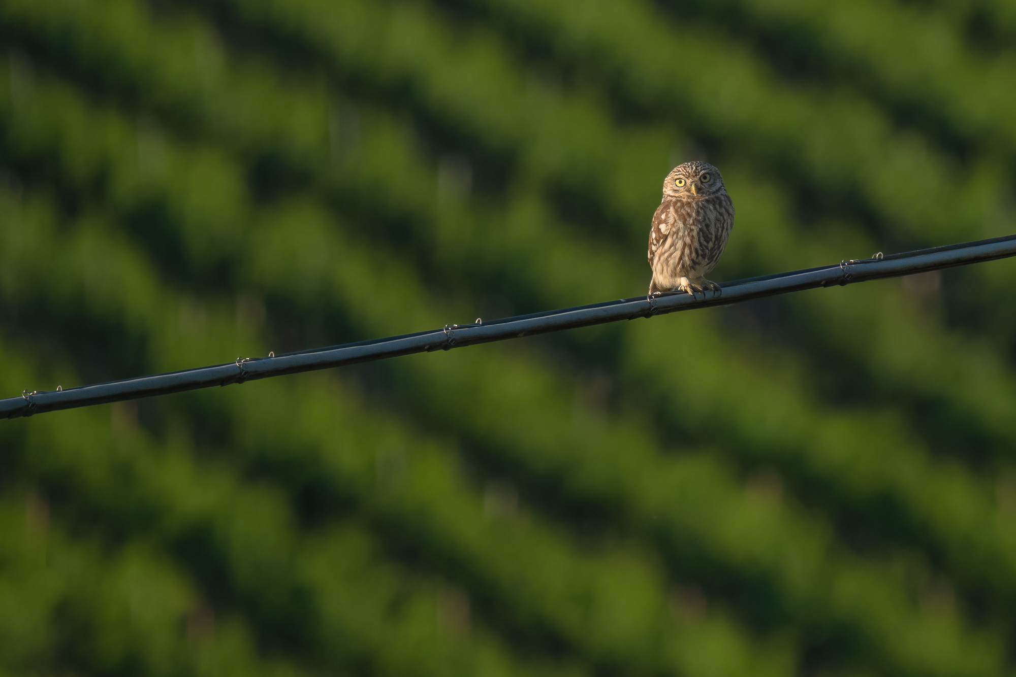 owl on the wire