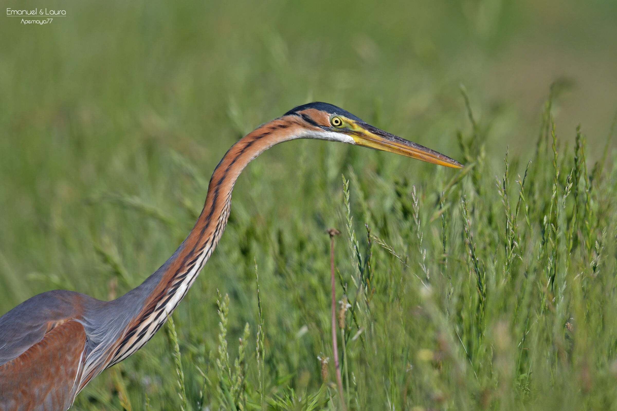 Red Heron