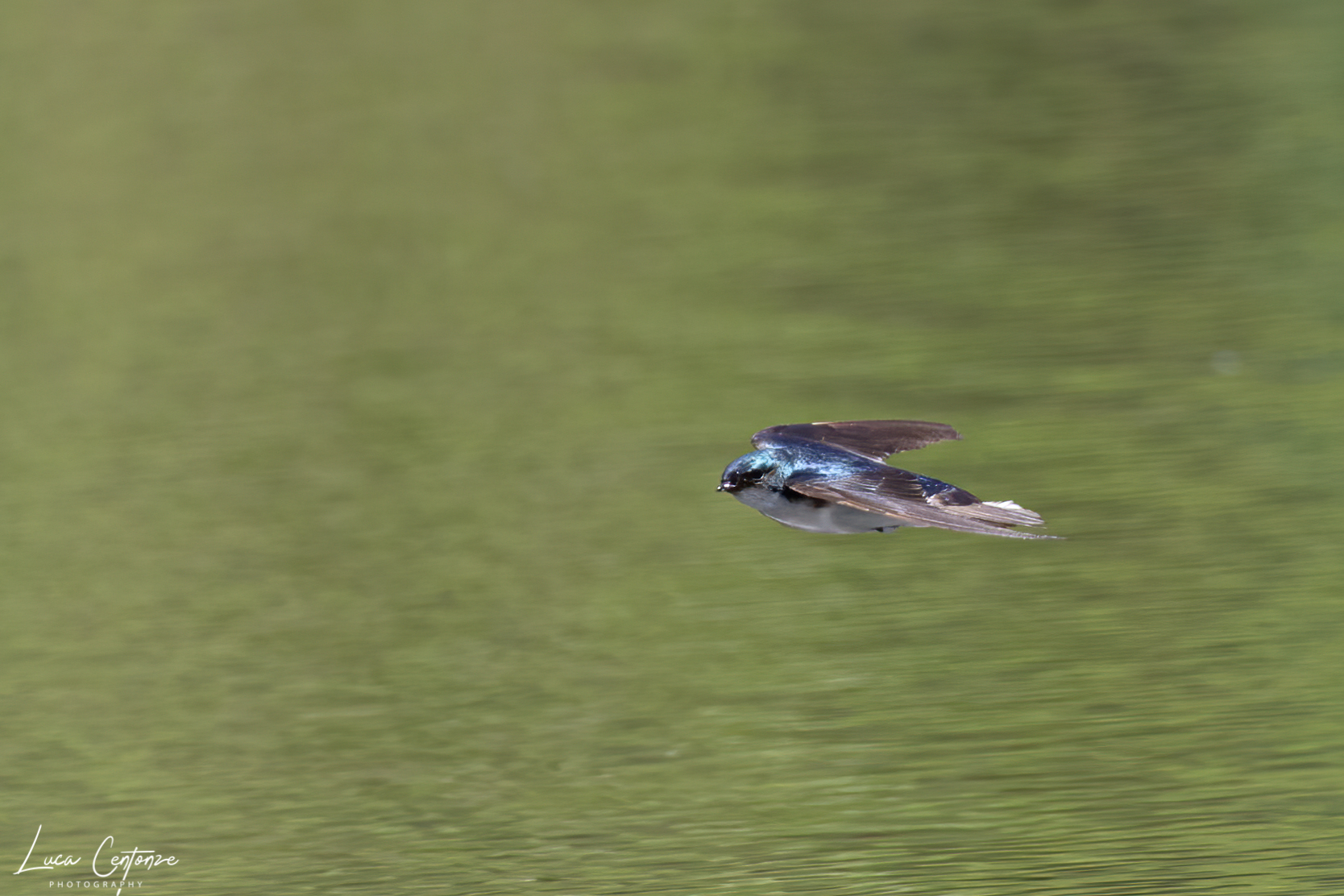 Rondine arboricola bicolore (Tree swallow) #2