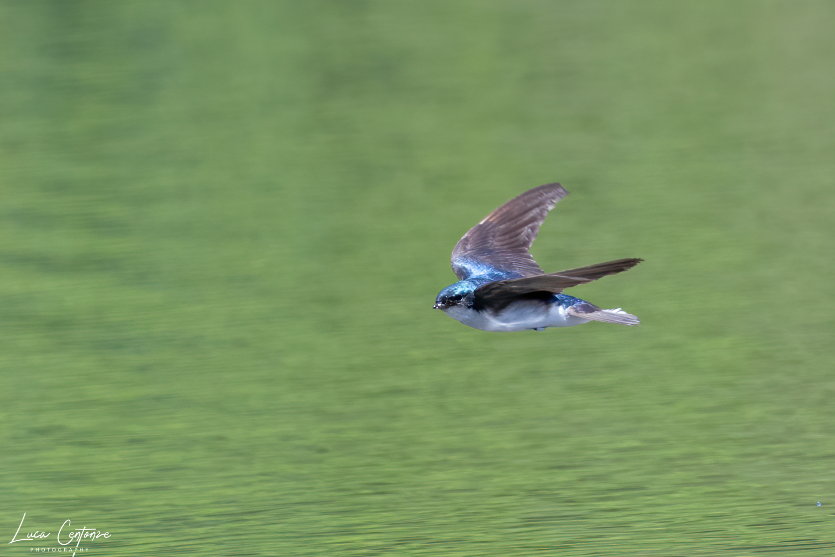 Rondine arboricola bicolore (Tree swallow) #3