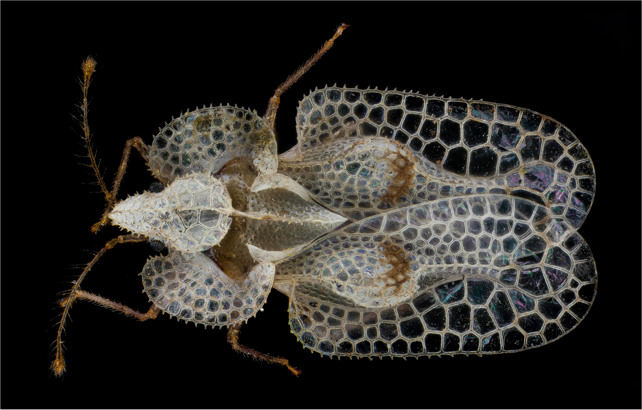 Corythucha ciliata. La tingide del platano