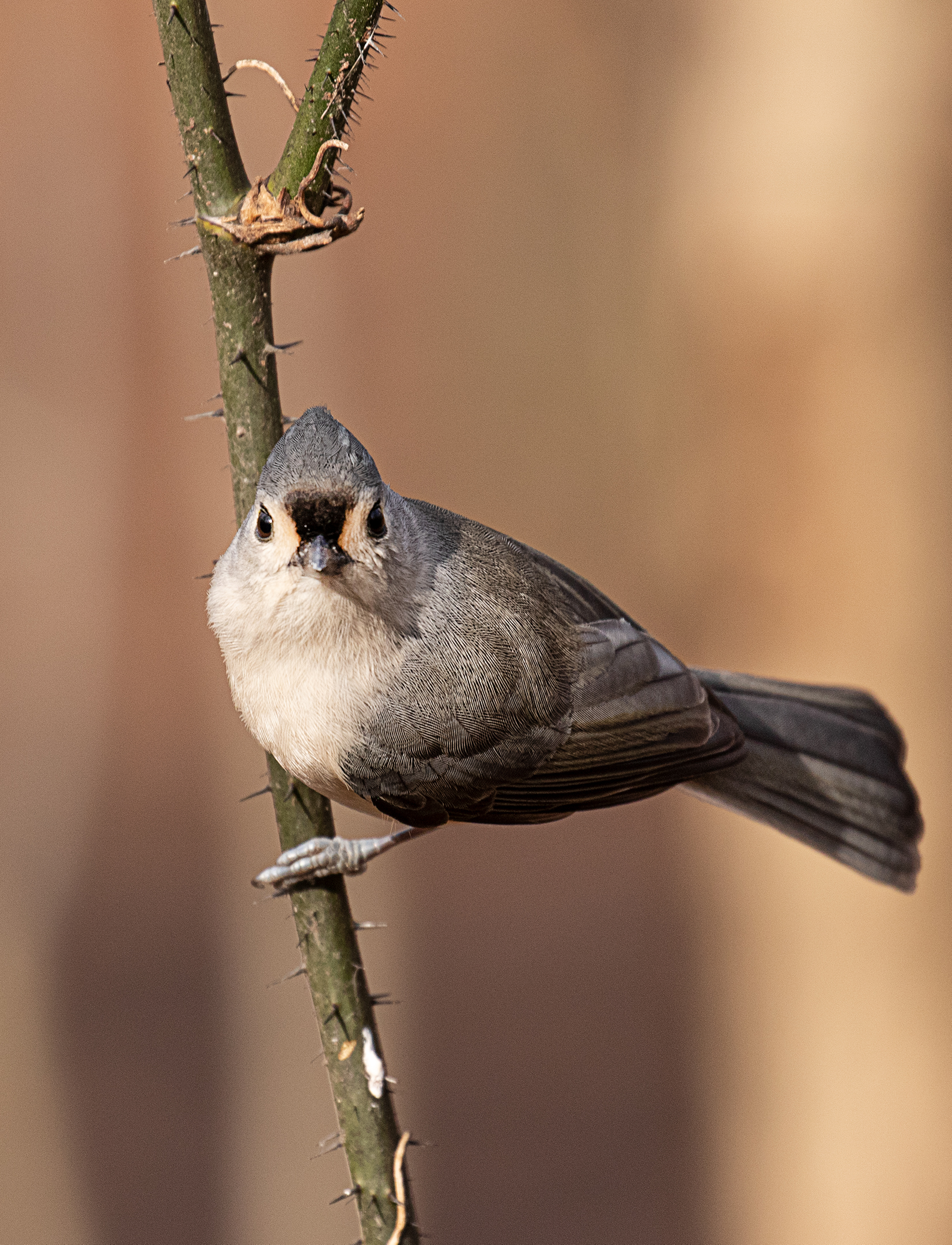 Titmouse