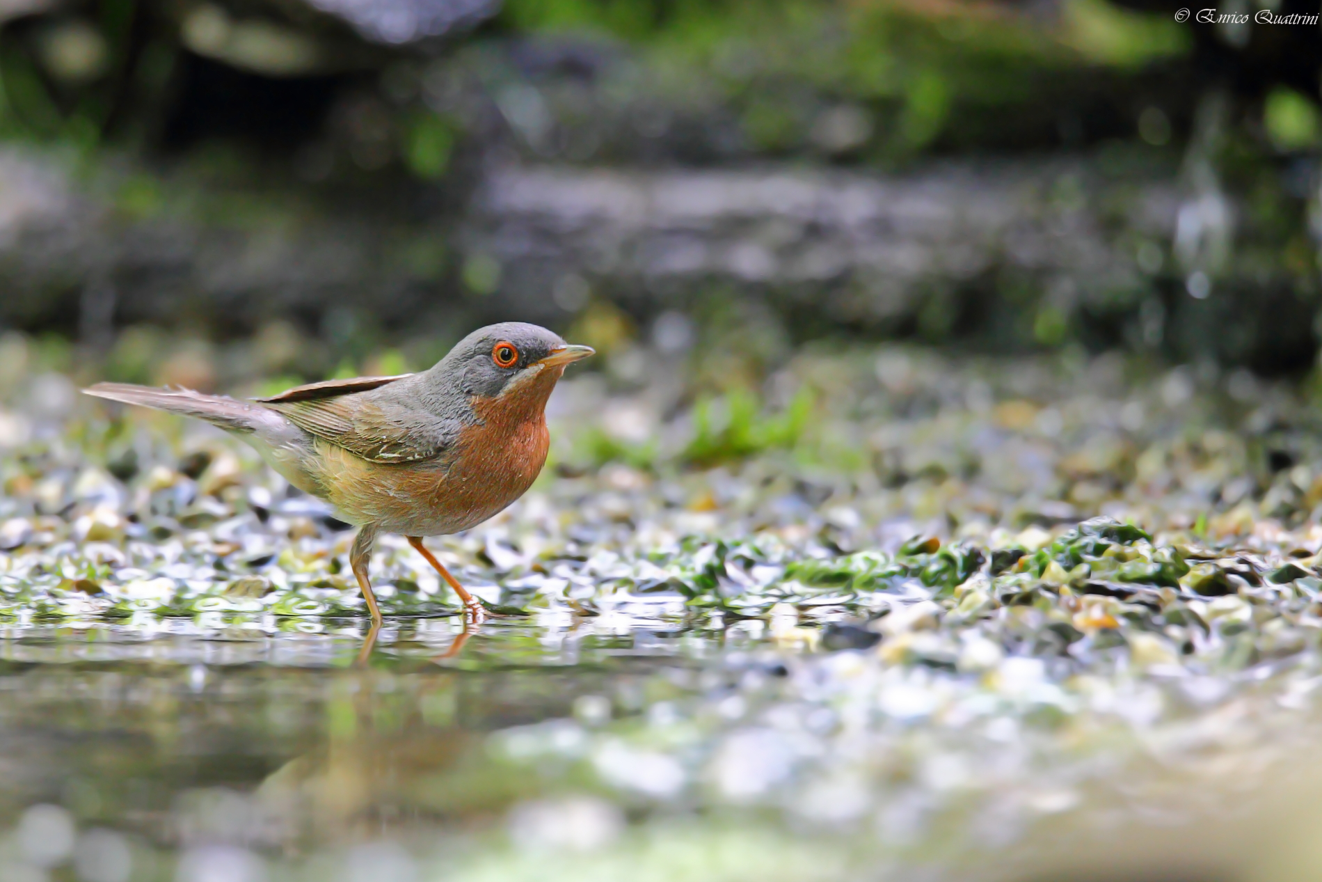Sterpazzolina di Moltoni