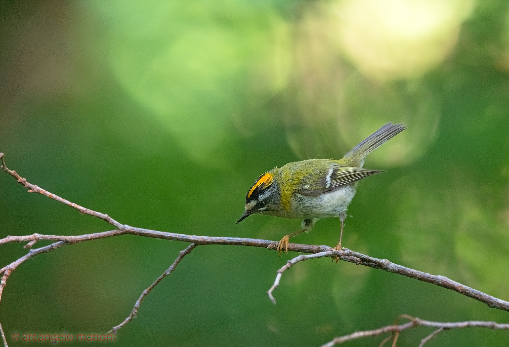 Appeared the florist