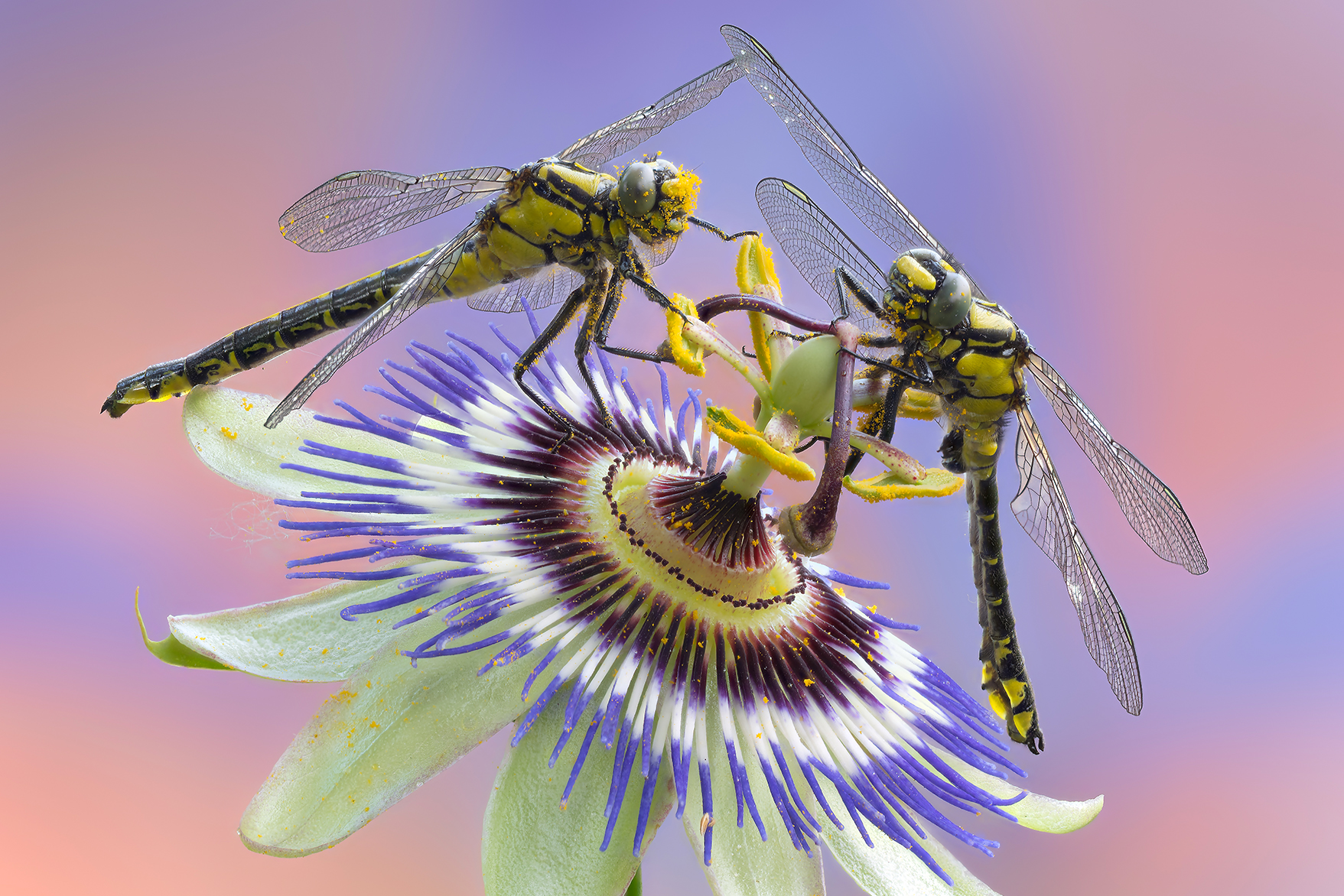 Pollinated
