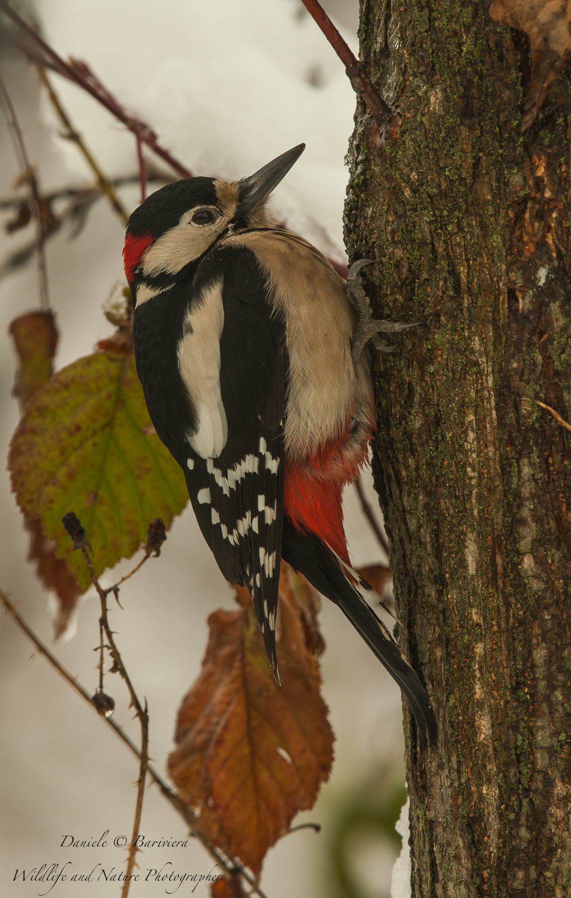 picchio infreddolito
