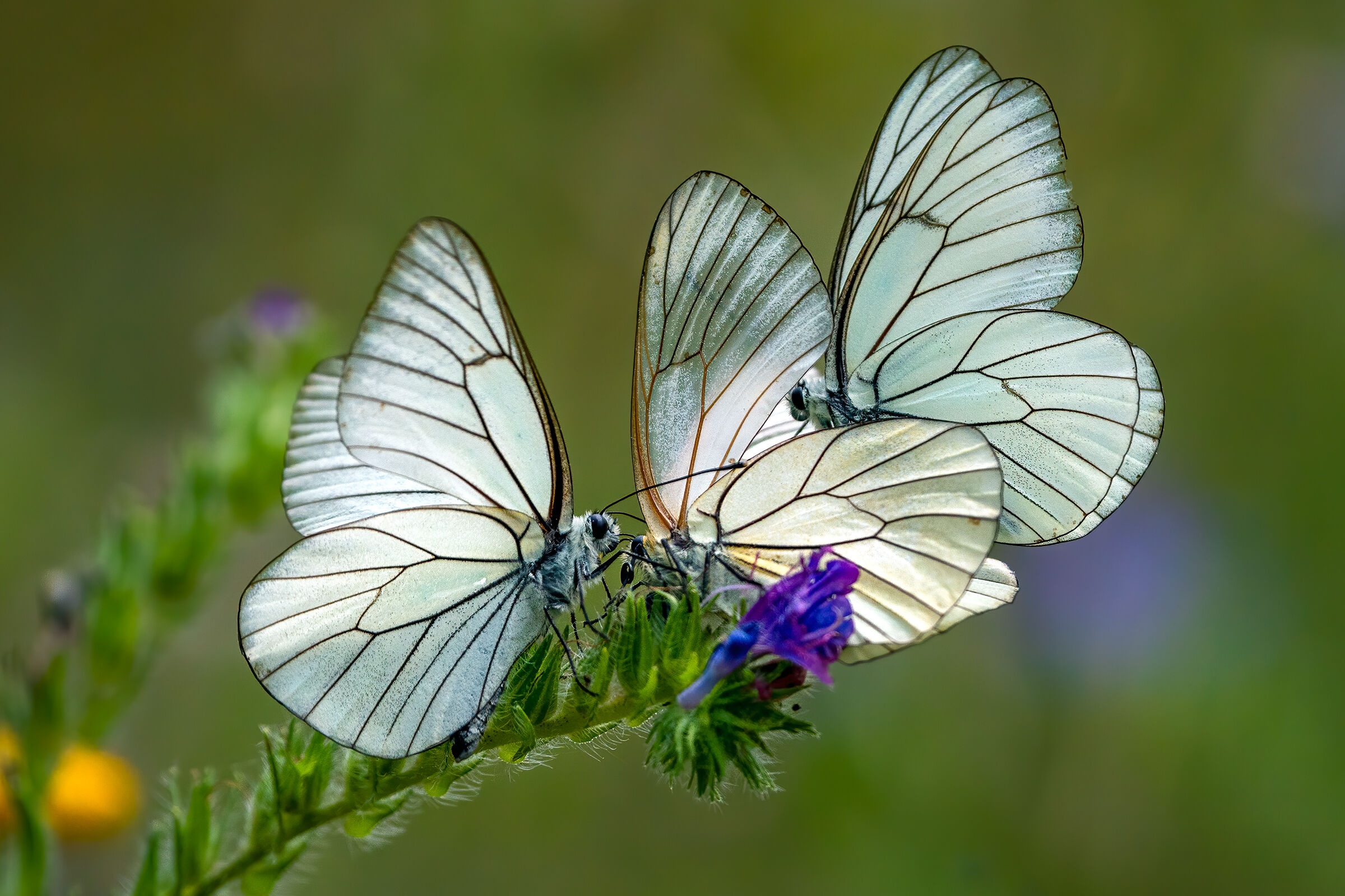 Aporia Crataegi - Courtship