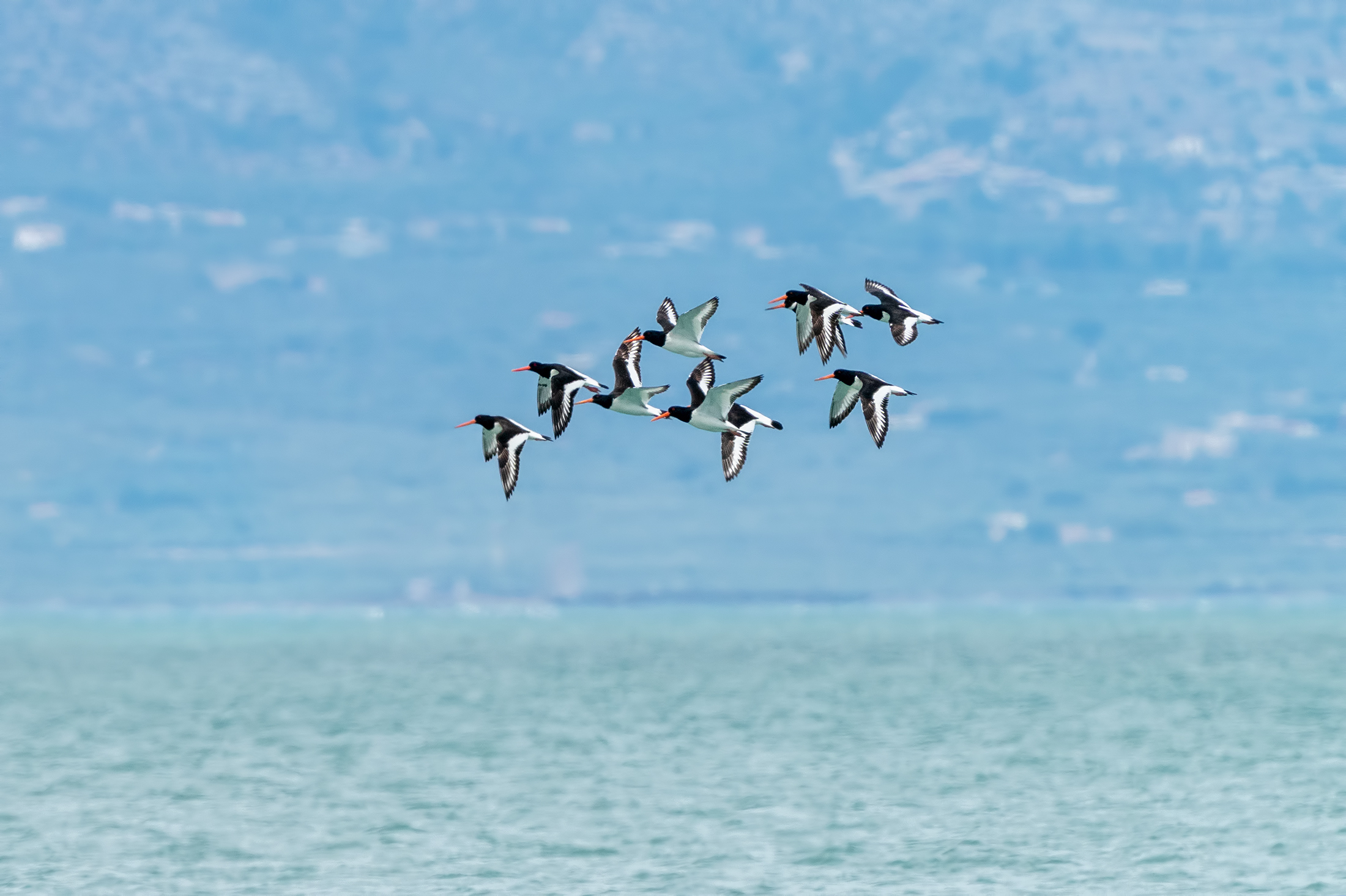 Beccacce di mare sullo sfondo del Gargano