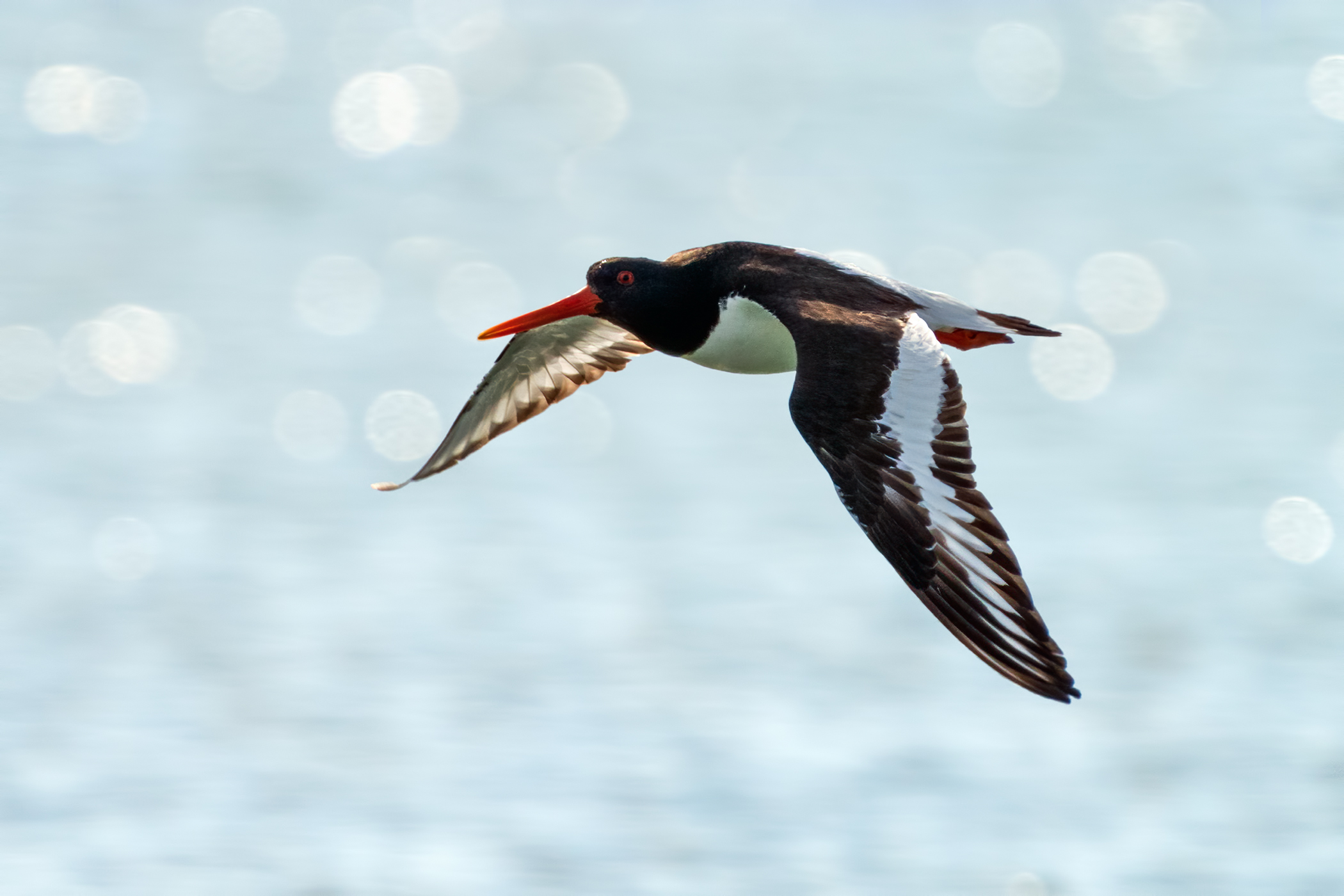 Beccaccia di mare - Controluce