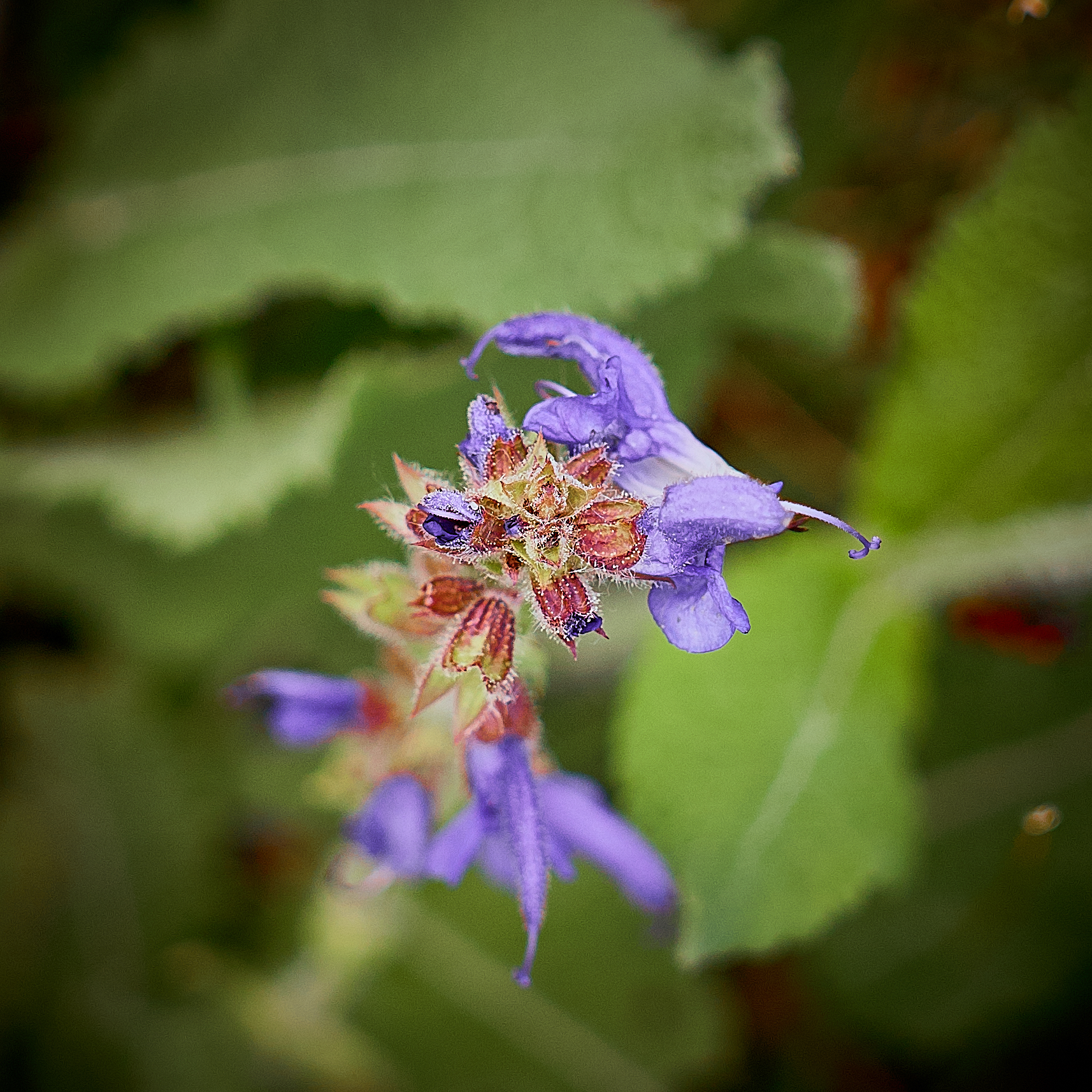 Flowers of the embankment 2